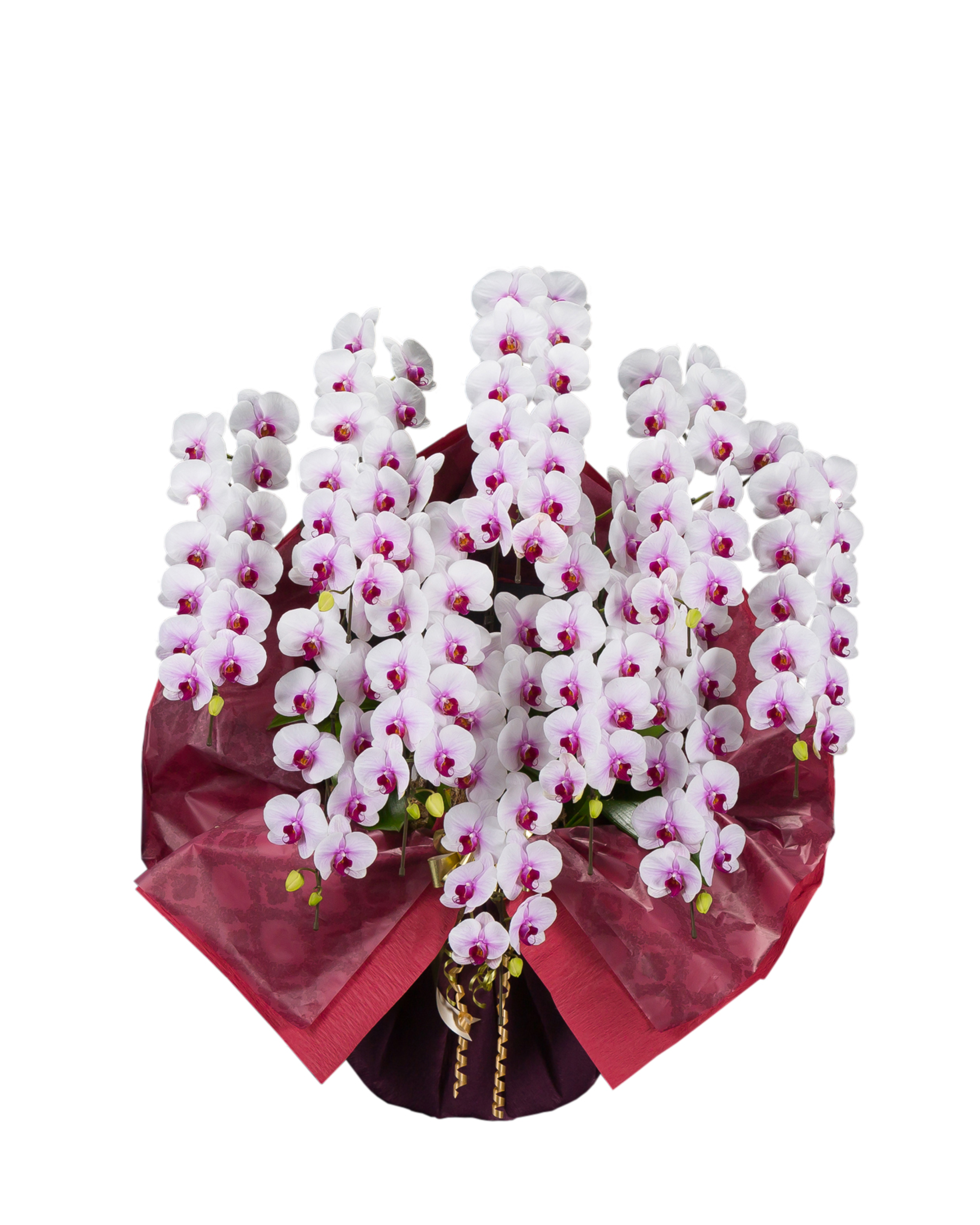 胡蝶蘭 大輪 10本立ち 白赤リップ