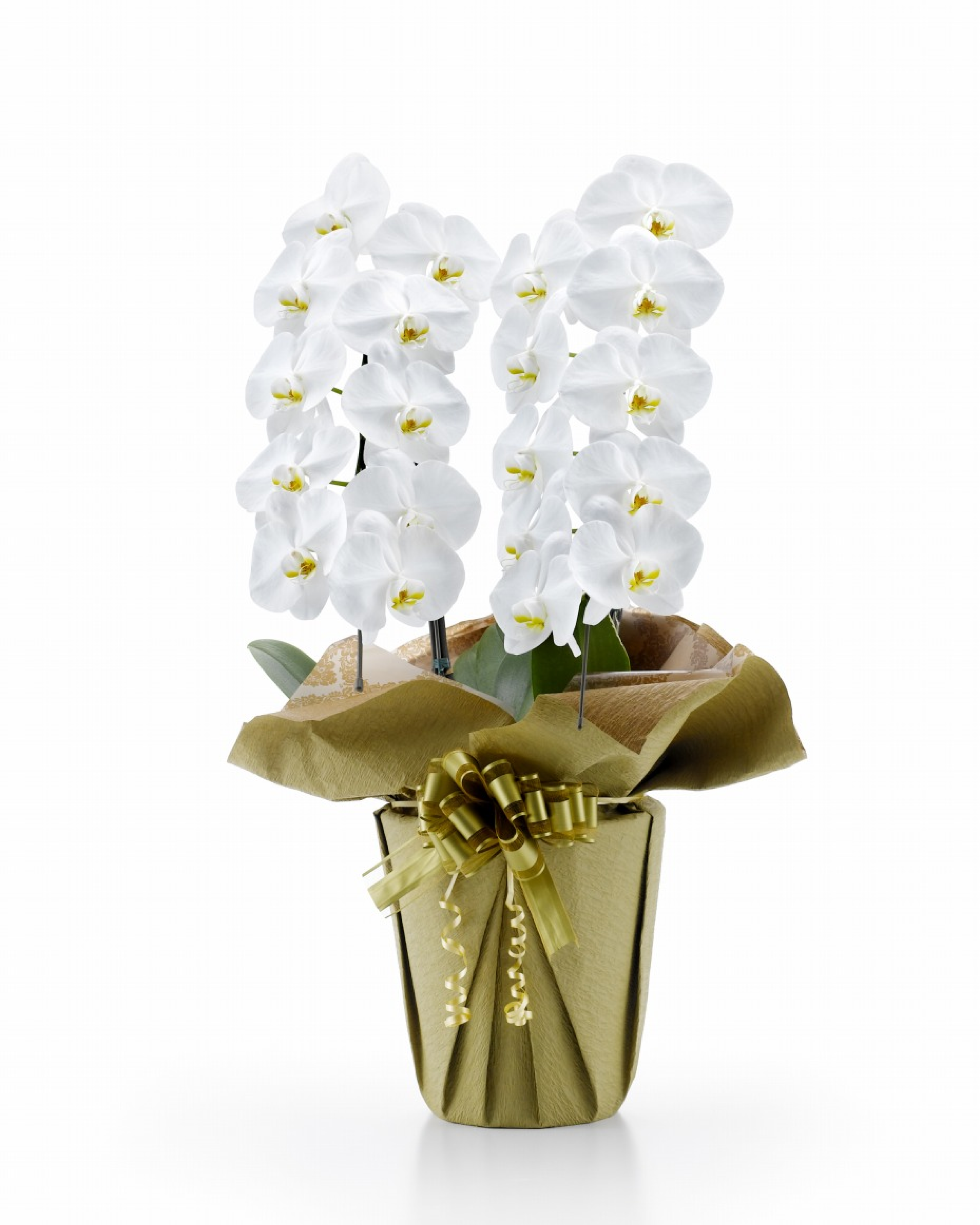 胡蝶蘭 大輪 白 2本立ち 20輪以上(つぼみ込み)