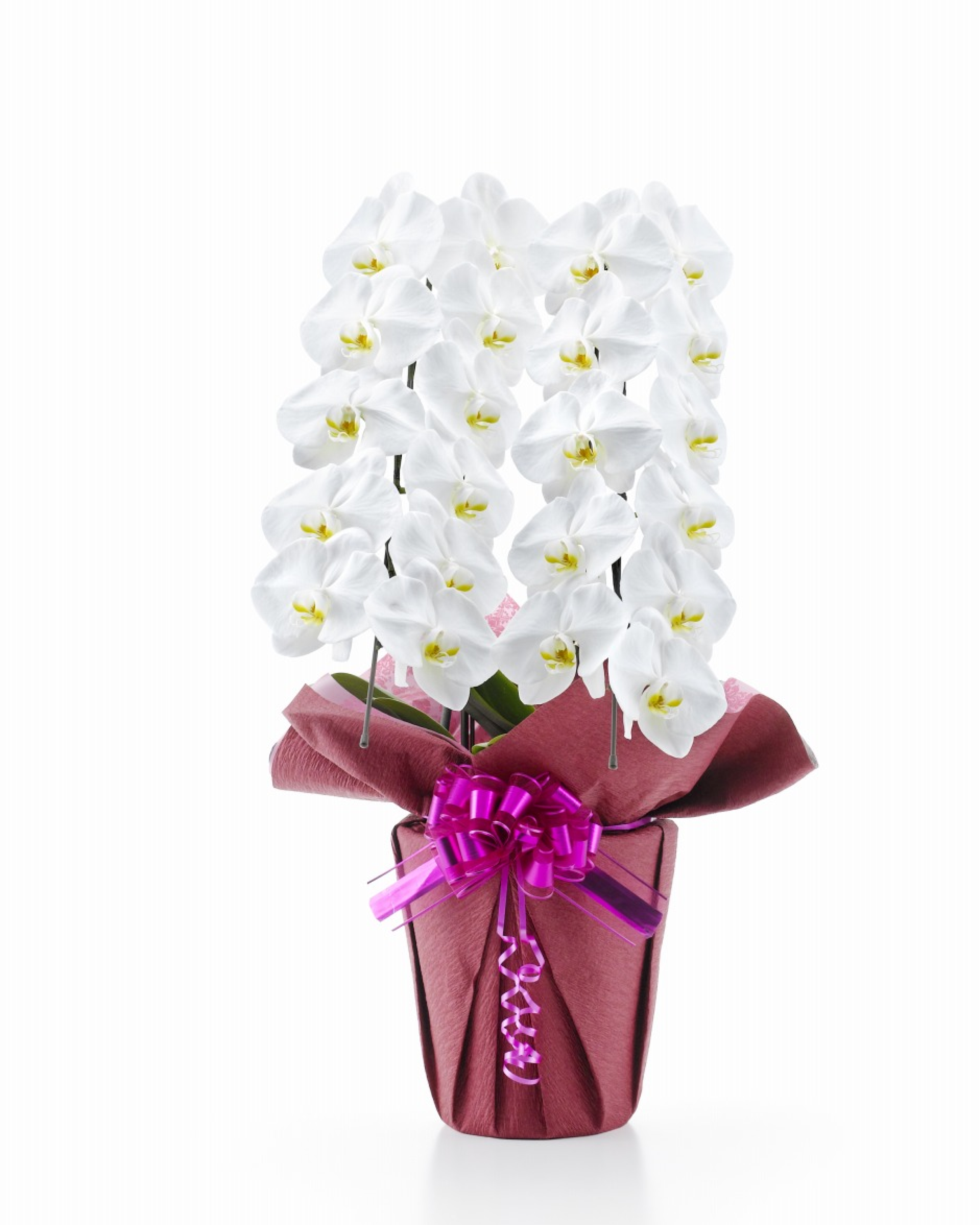 胡蝶蘭 大輪 白 2本立ち 22輪以上(つぼみ込み)