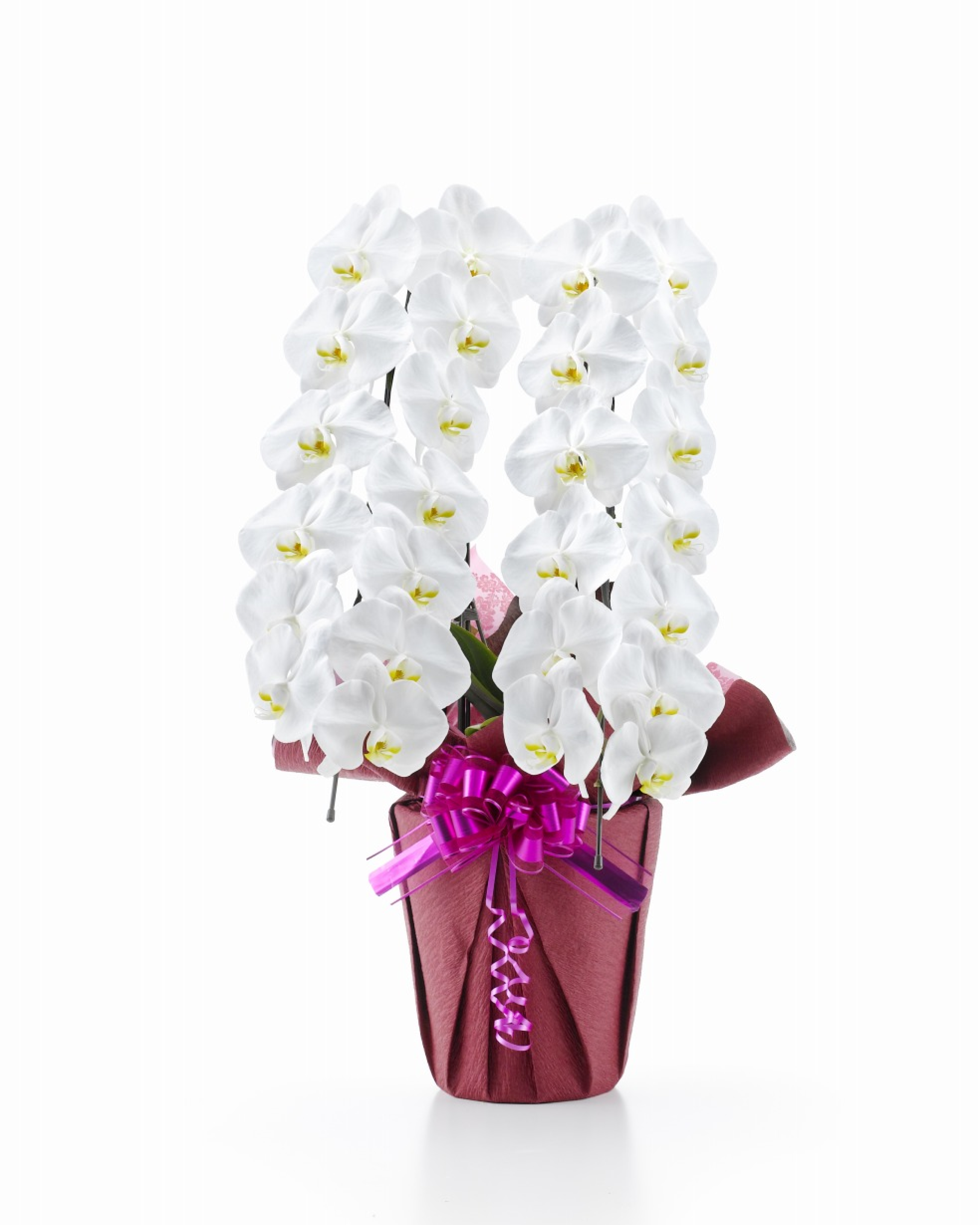 胡蝶蘭 大輪 白 2本立ち 26輪以上(つぼみ込み)