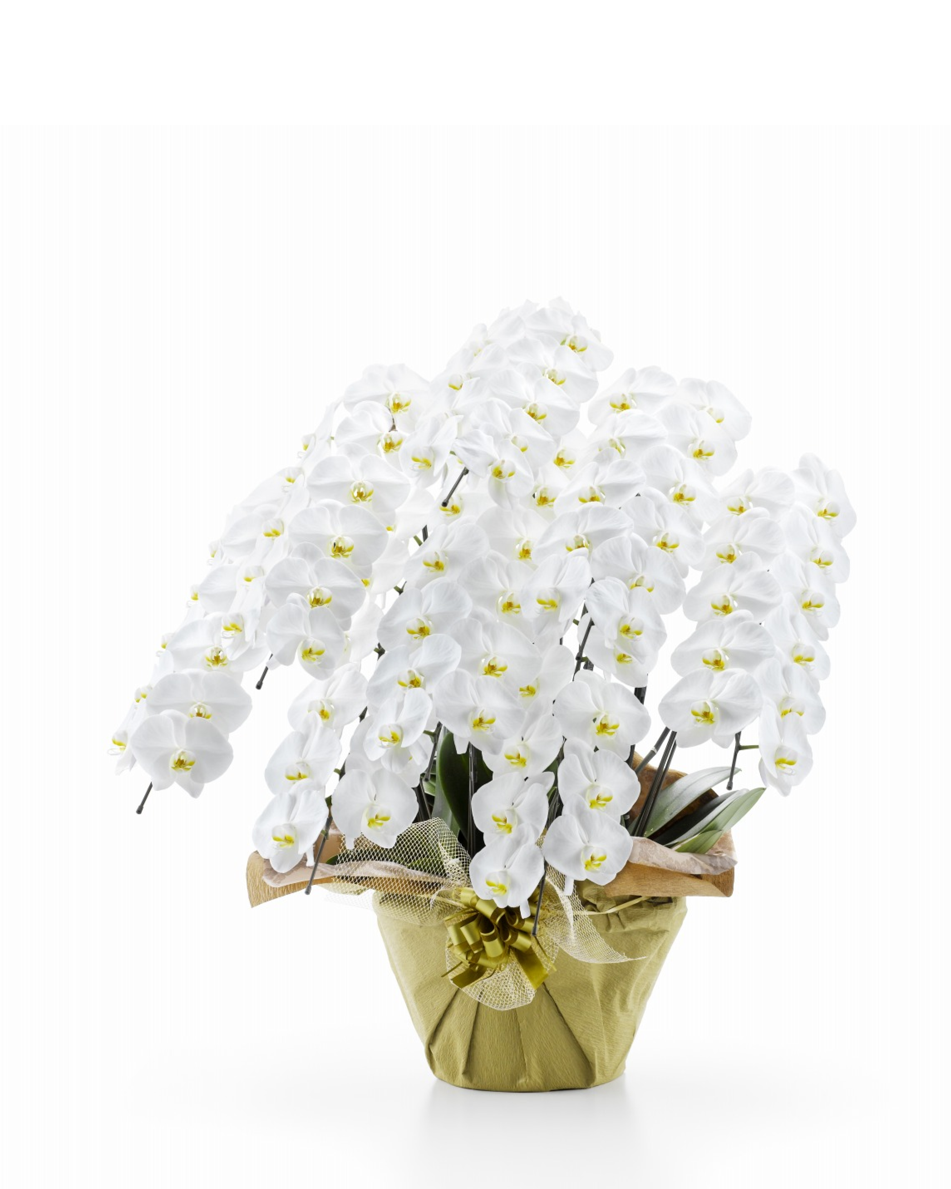 胡蝶蘭 白大輪 8本立ち 88輪以上(つぼみ込み)