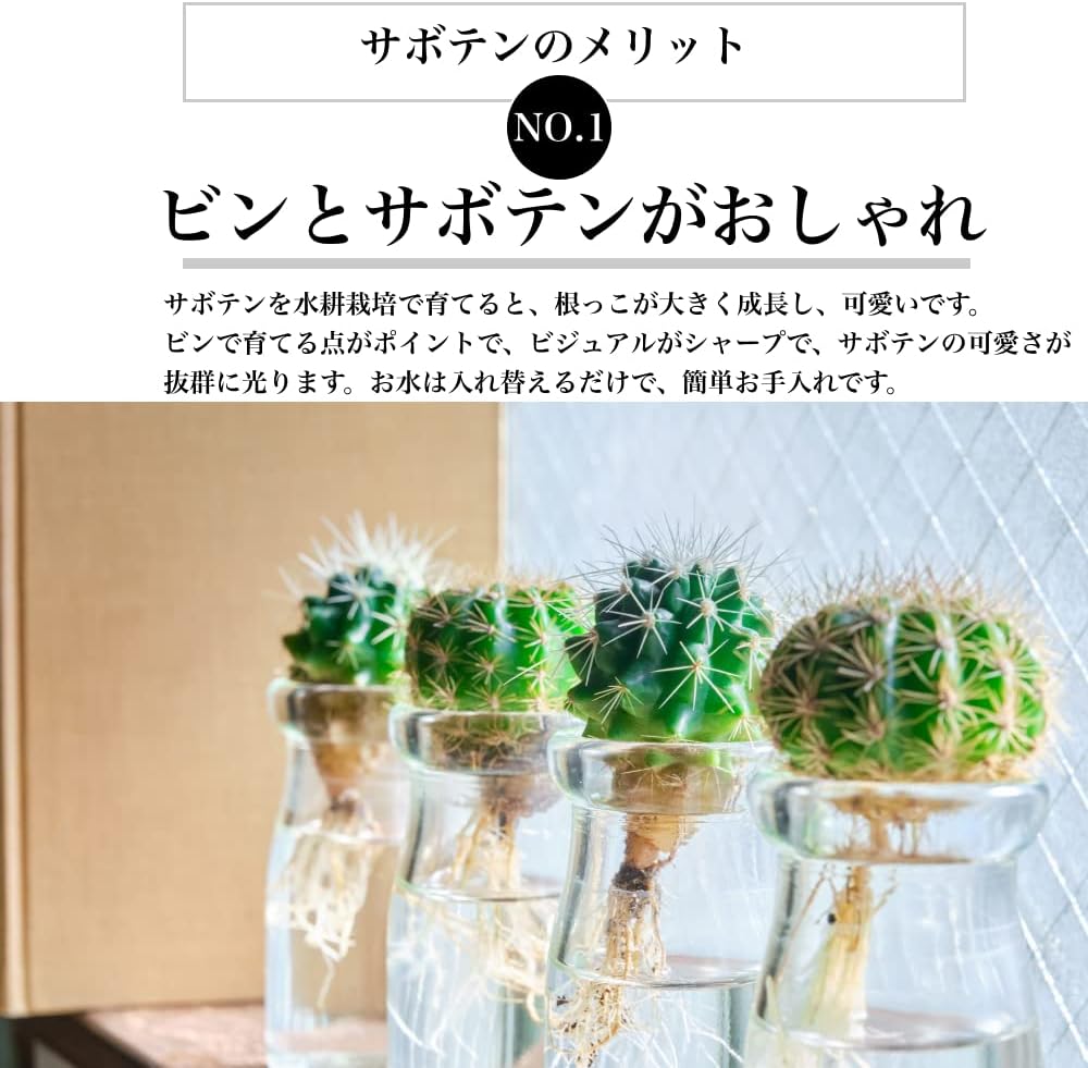 金盛丸 キンセイマル 水耕栽培 サボテン