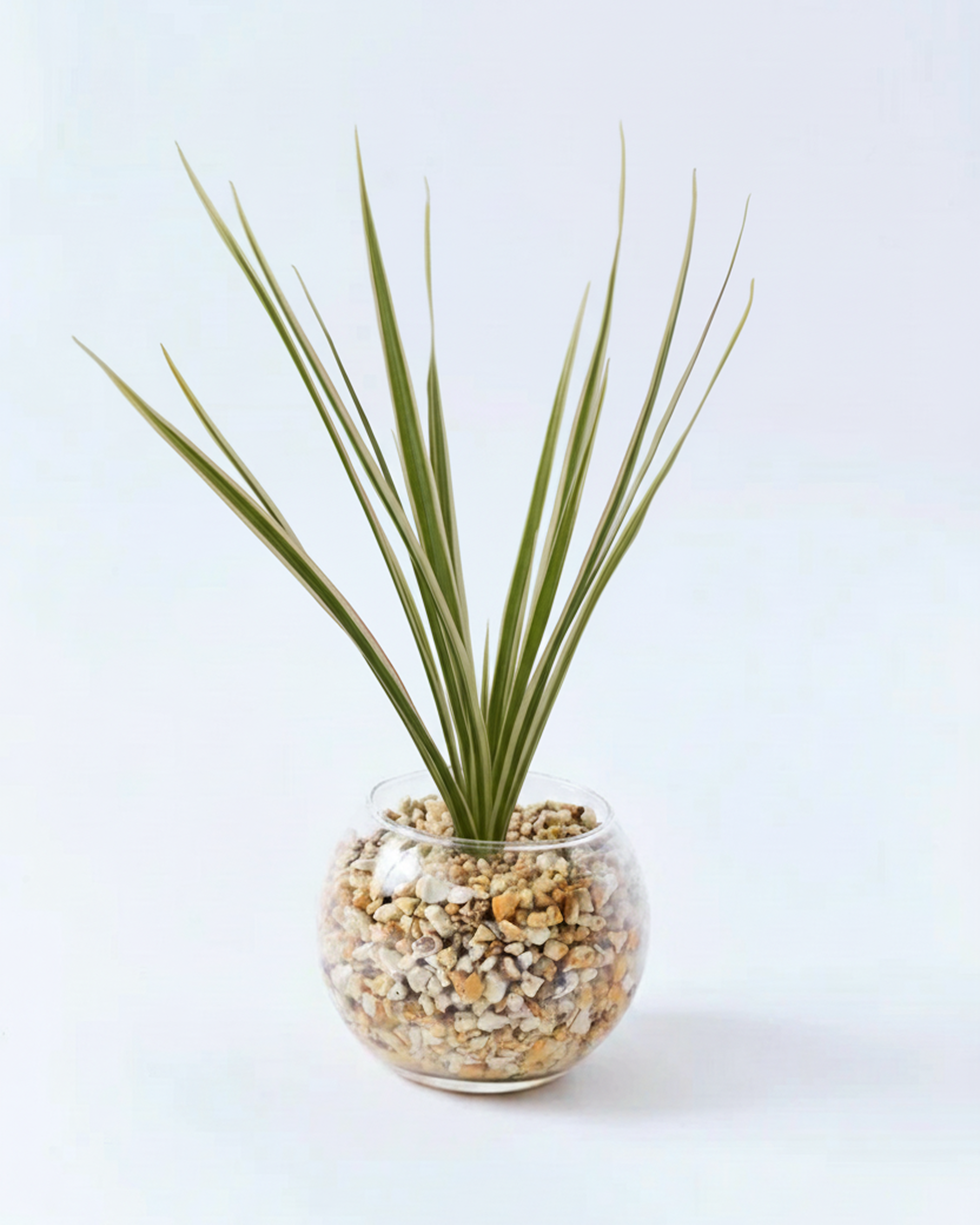 コンシンネ ホワイト ハイドロカルチャー 高さ約15cm