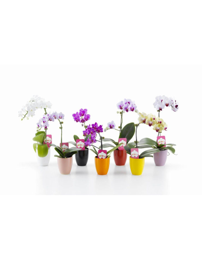 ミディ胡蝶蘭 小 1本立ち