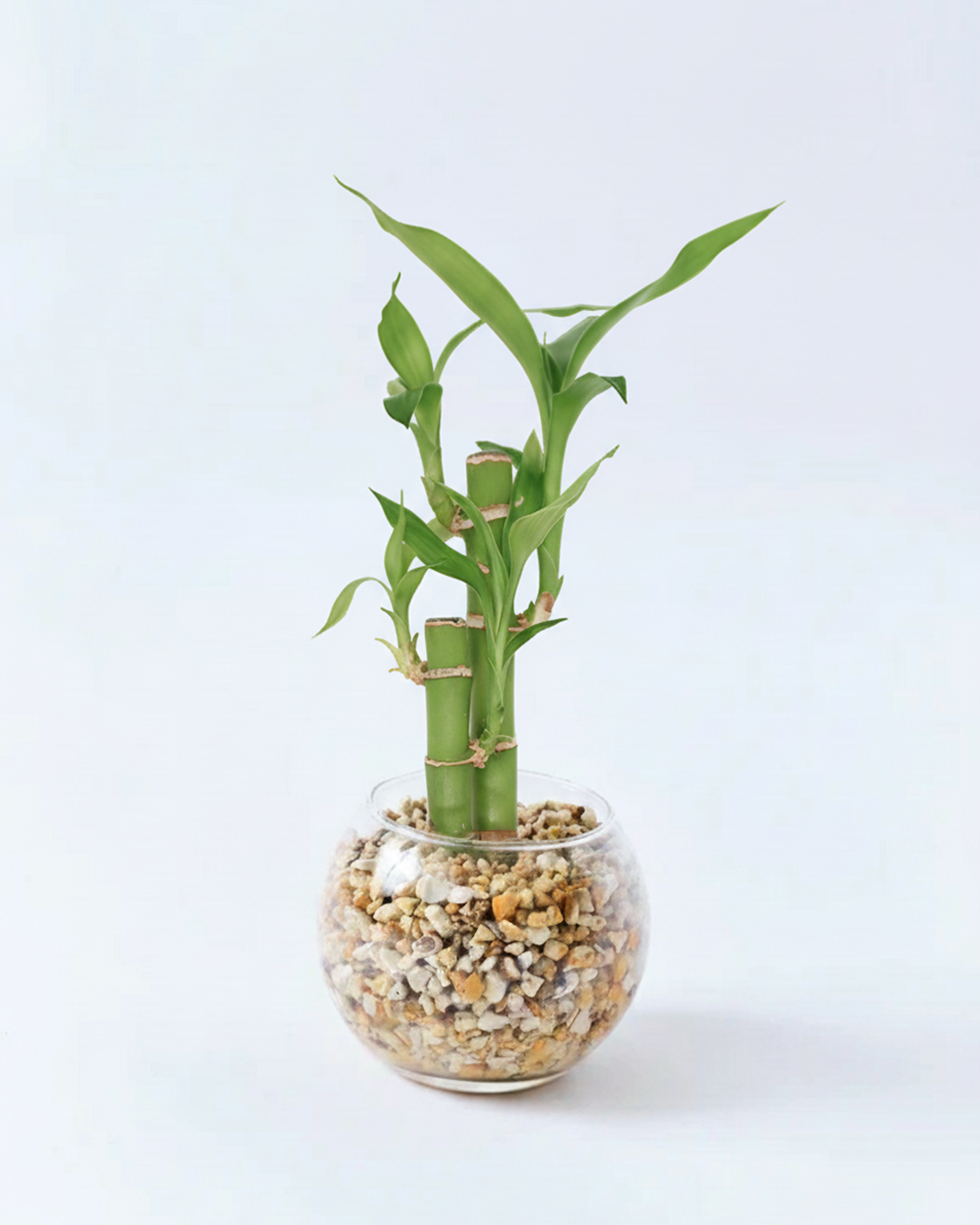 ミリオンバンブー ハイドロカルチャー 高さ約15cm