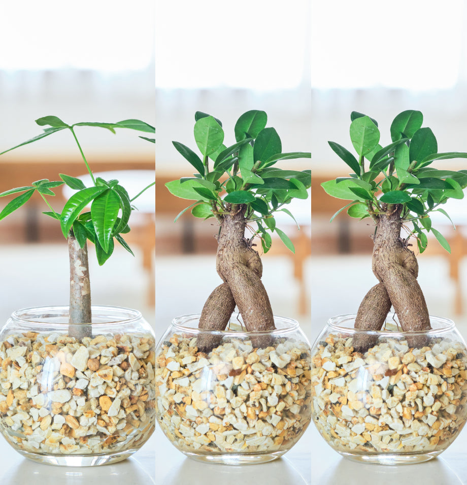 ガラスボールの育てるインテリア・選べる3点セット