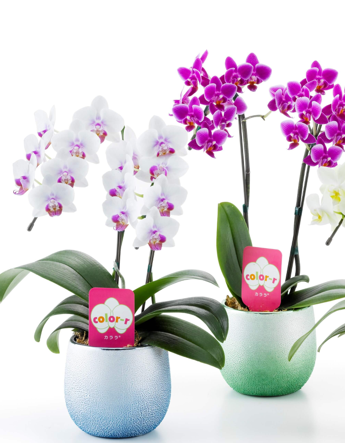 ミディ胡蝶蘭 ピンク 2本立ち 14輪以上