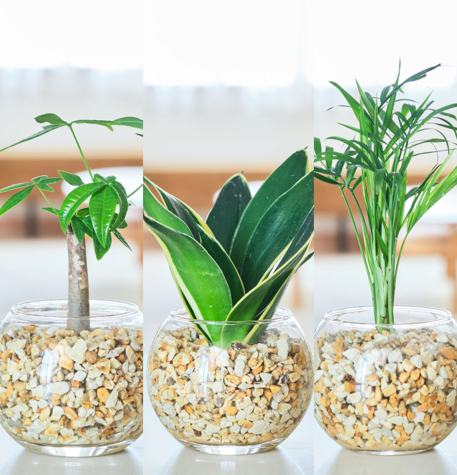 ガラスボールの育てるインテリア・選べる3点セット