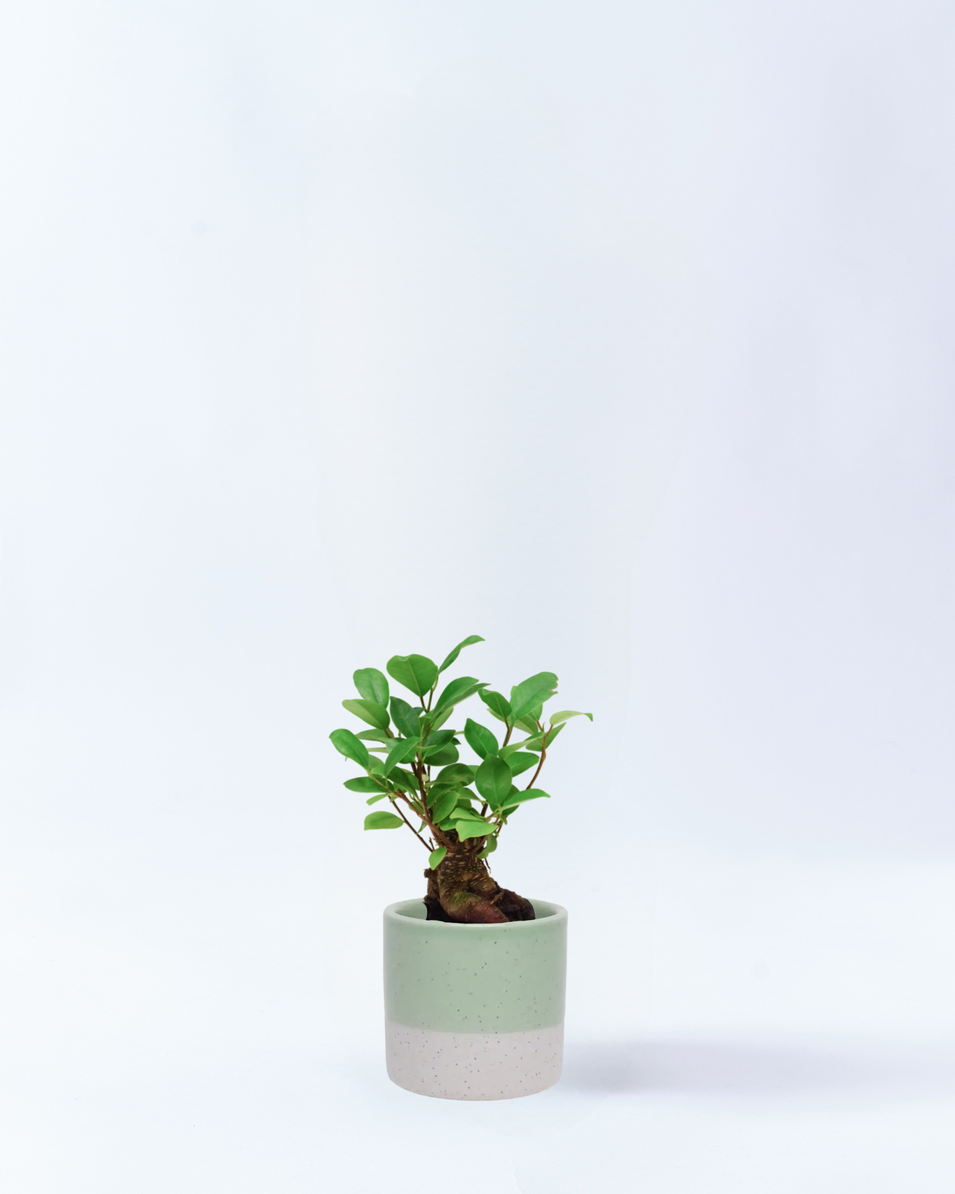 ガジュマル 4号鉢 高さ約40cm ライトグリーン