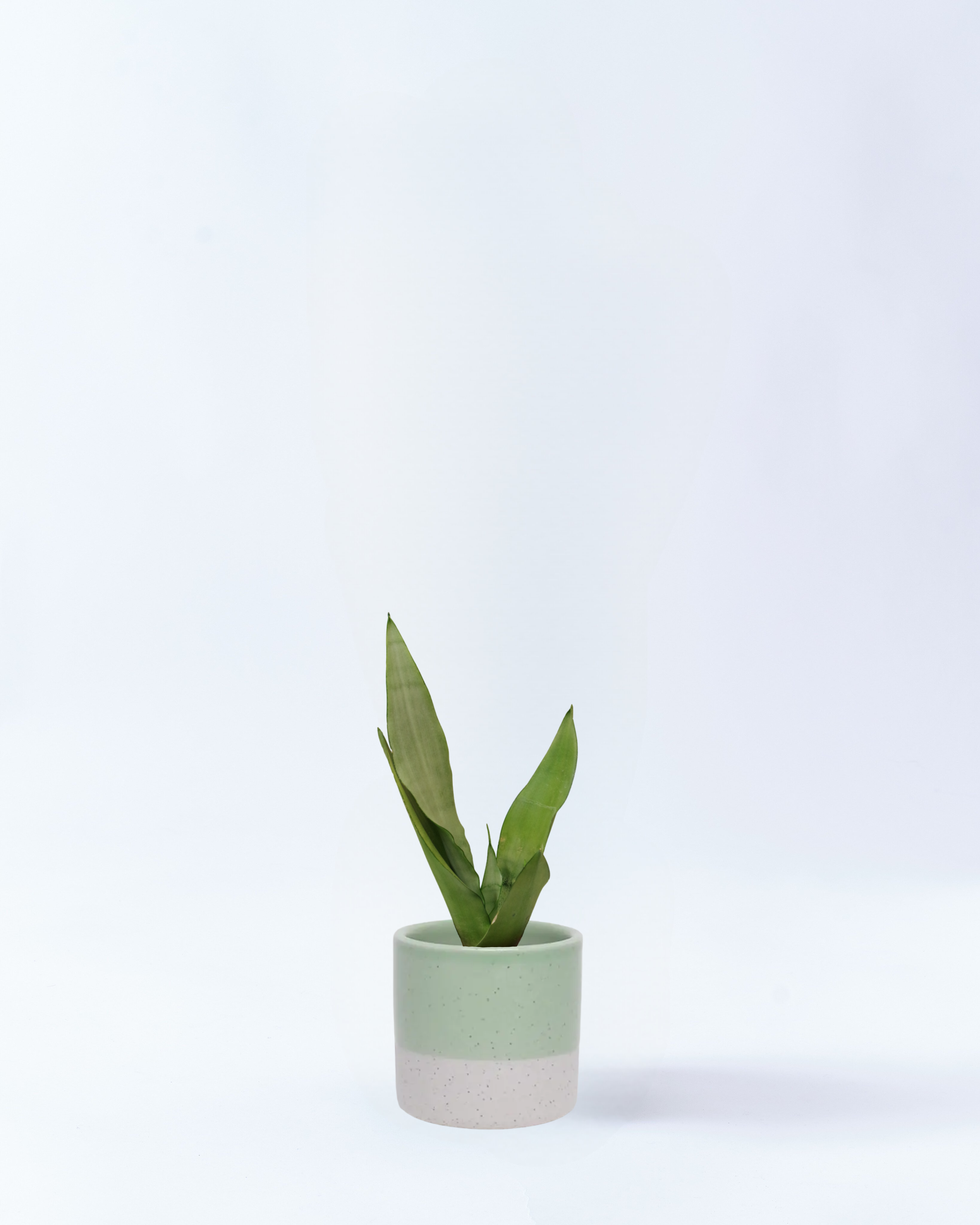 サンスベリア・ムーンシャイン 4号鉢 高さ約40cm ライトグリーン