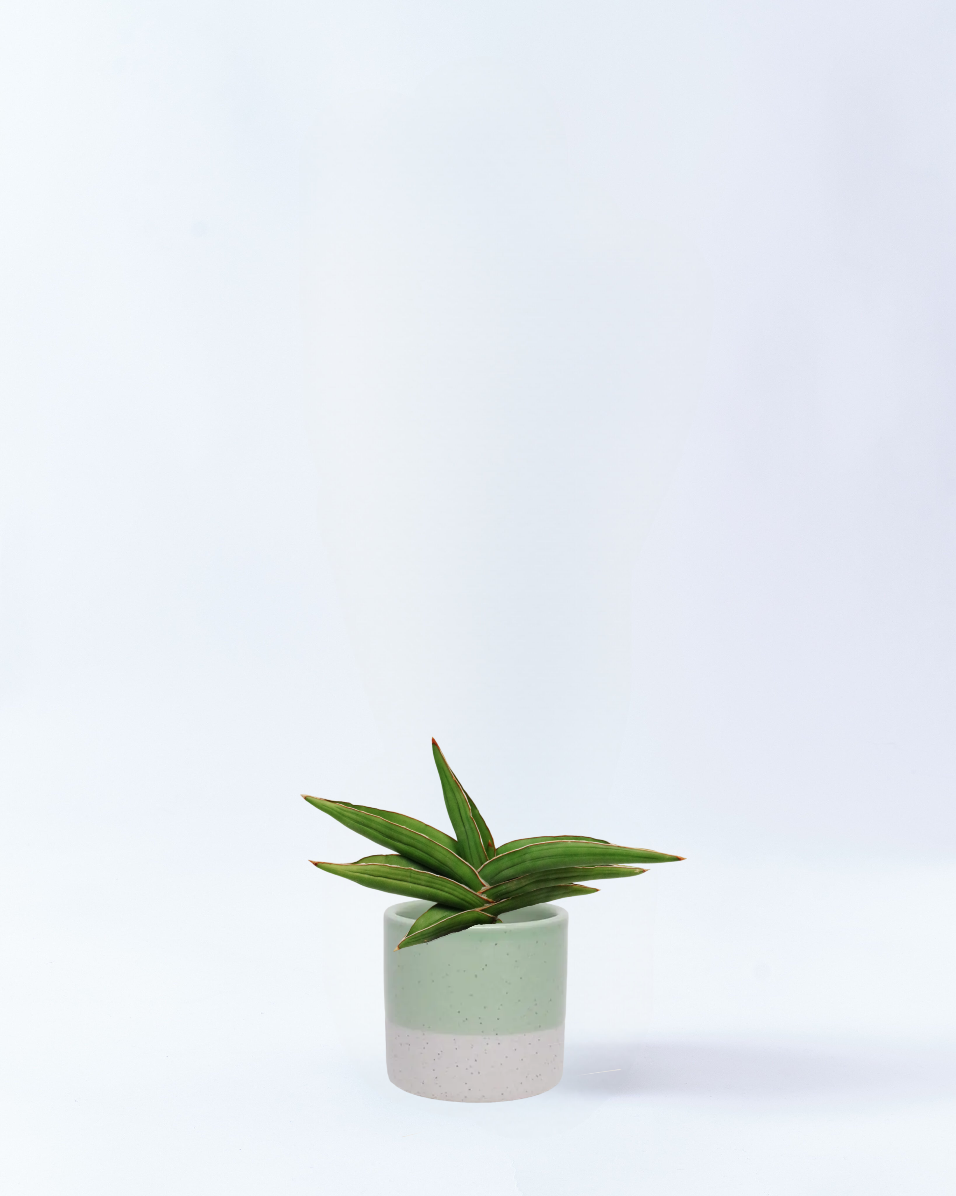 サンスベリア・サムライドワーフ 4号鉢 高さ約40cm ライトグリーン