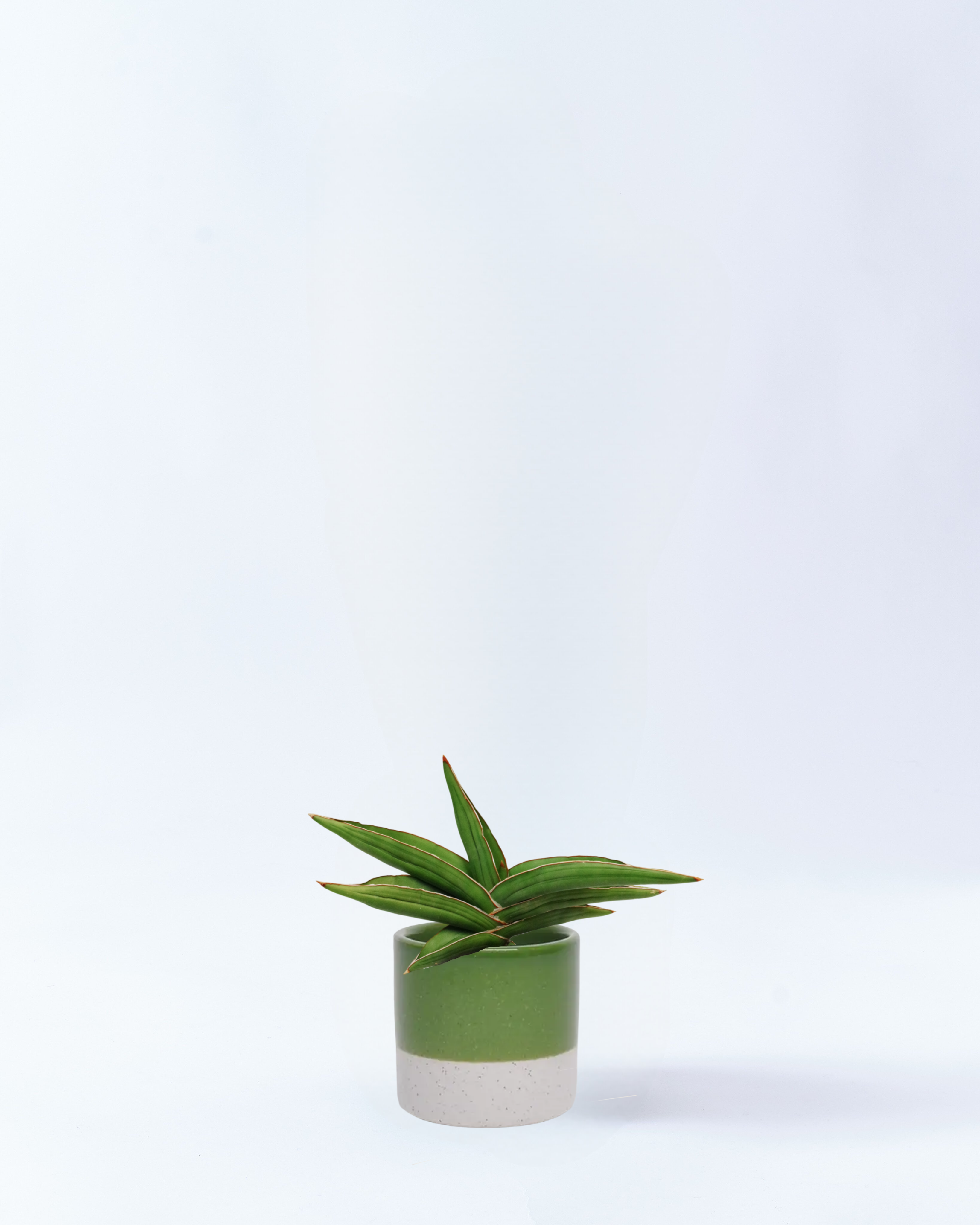 サンスベリア・サムライドワーフ 4号鉢 高さ約40cm グリーン