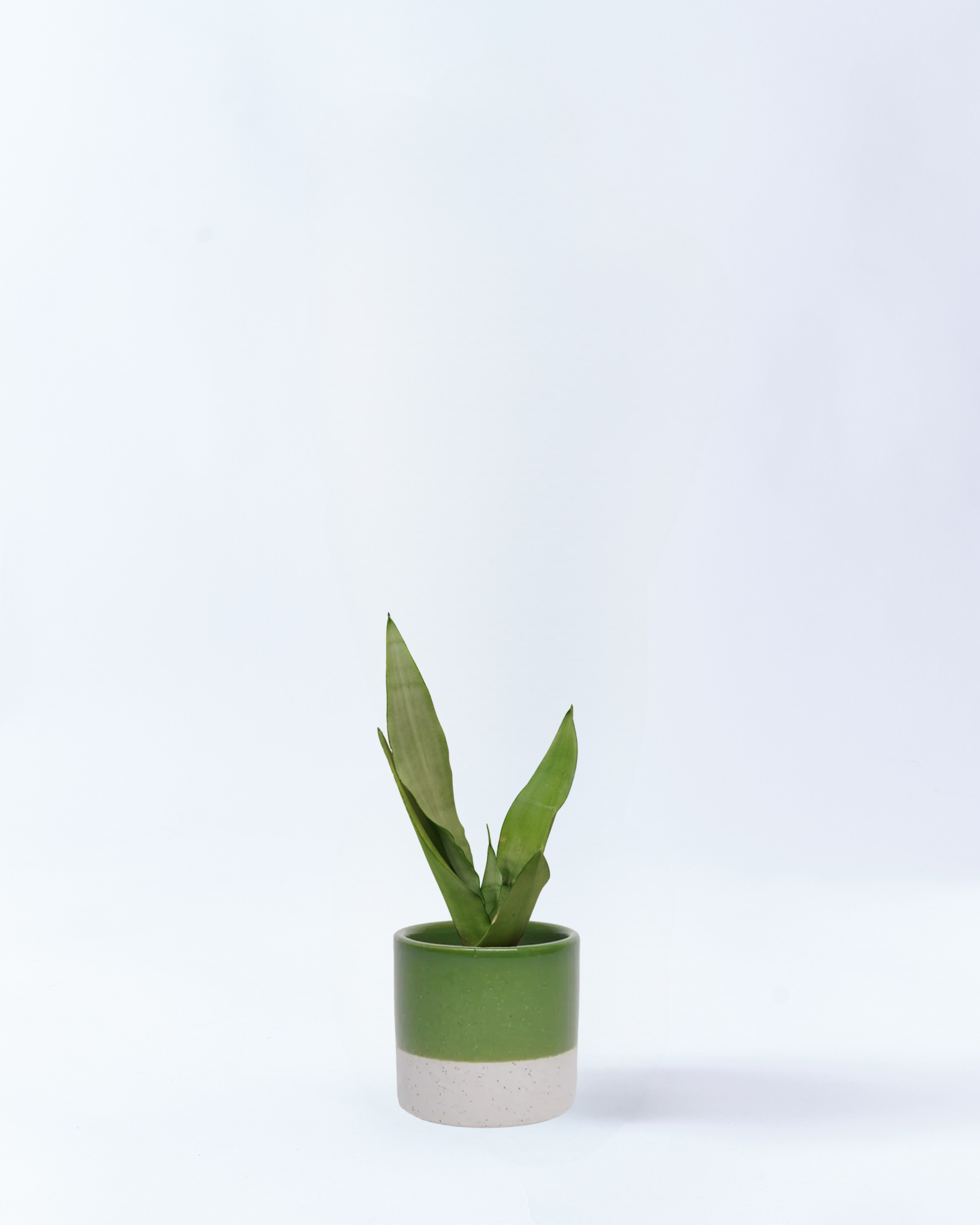 サンスベリア・ムーンシャイン 4号鉢 高さ約40cm グリーン