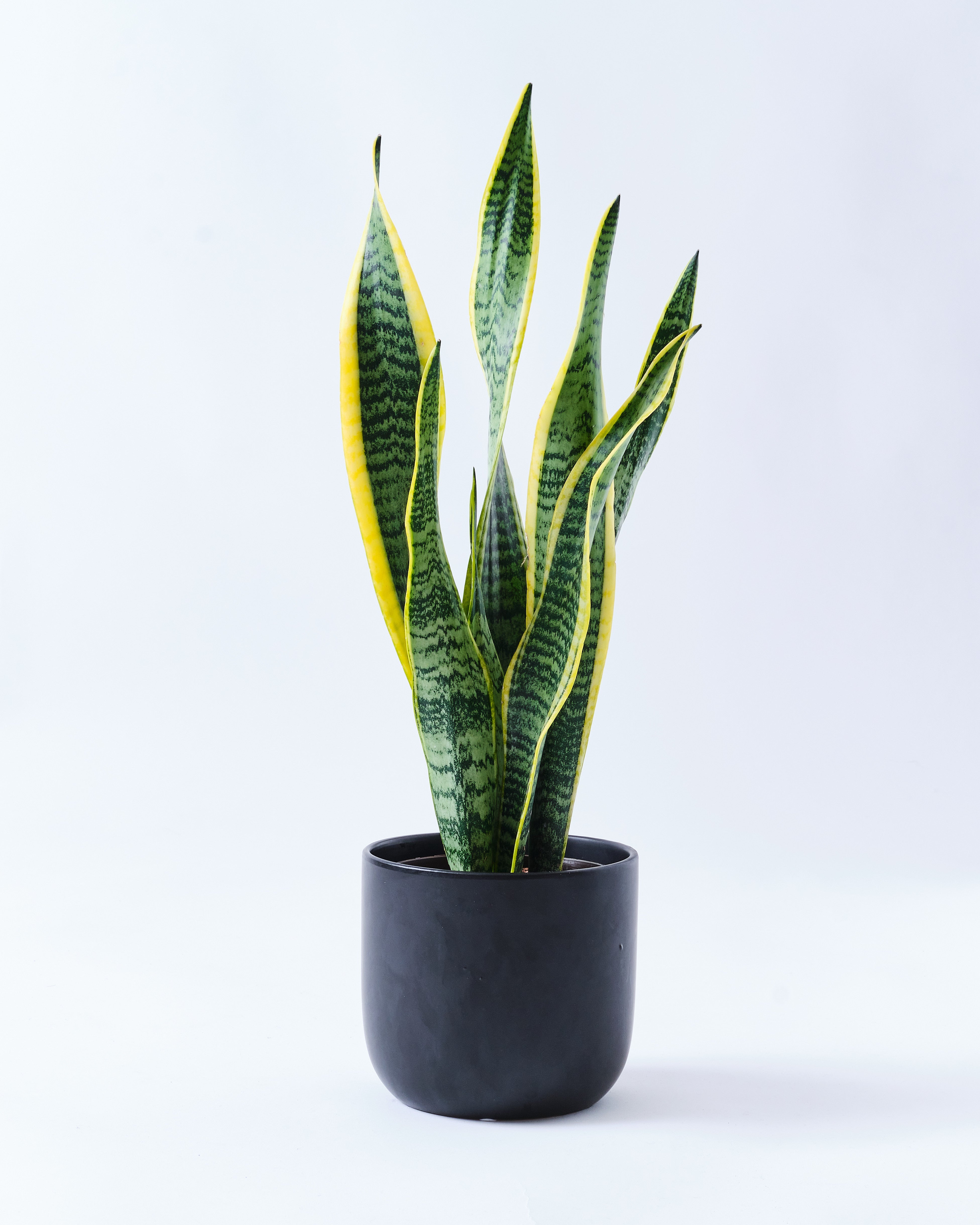 サンスベリア ローレンティ トラノオ 5号陶器鉢 ハイドロカルチャー 高さ約55cm