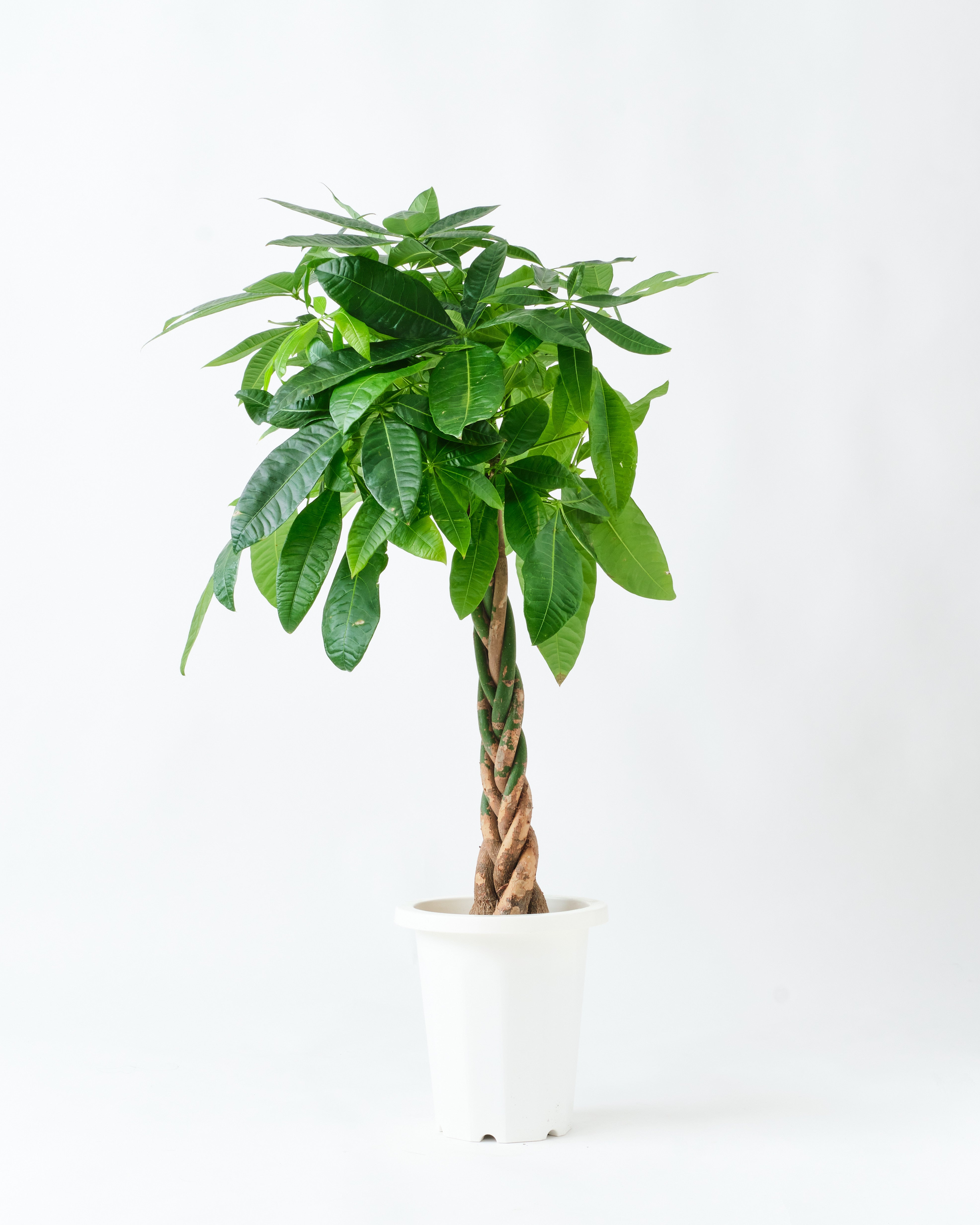 ねじりパキラ8号サイズ