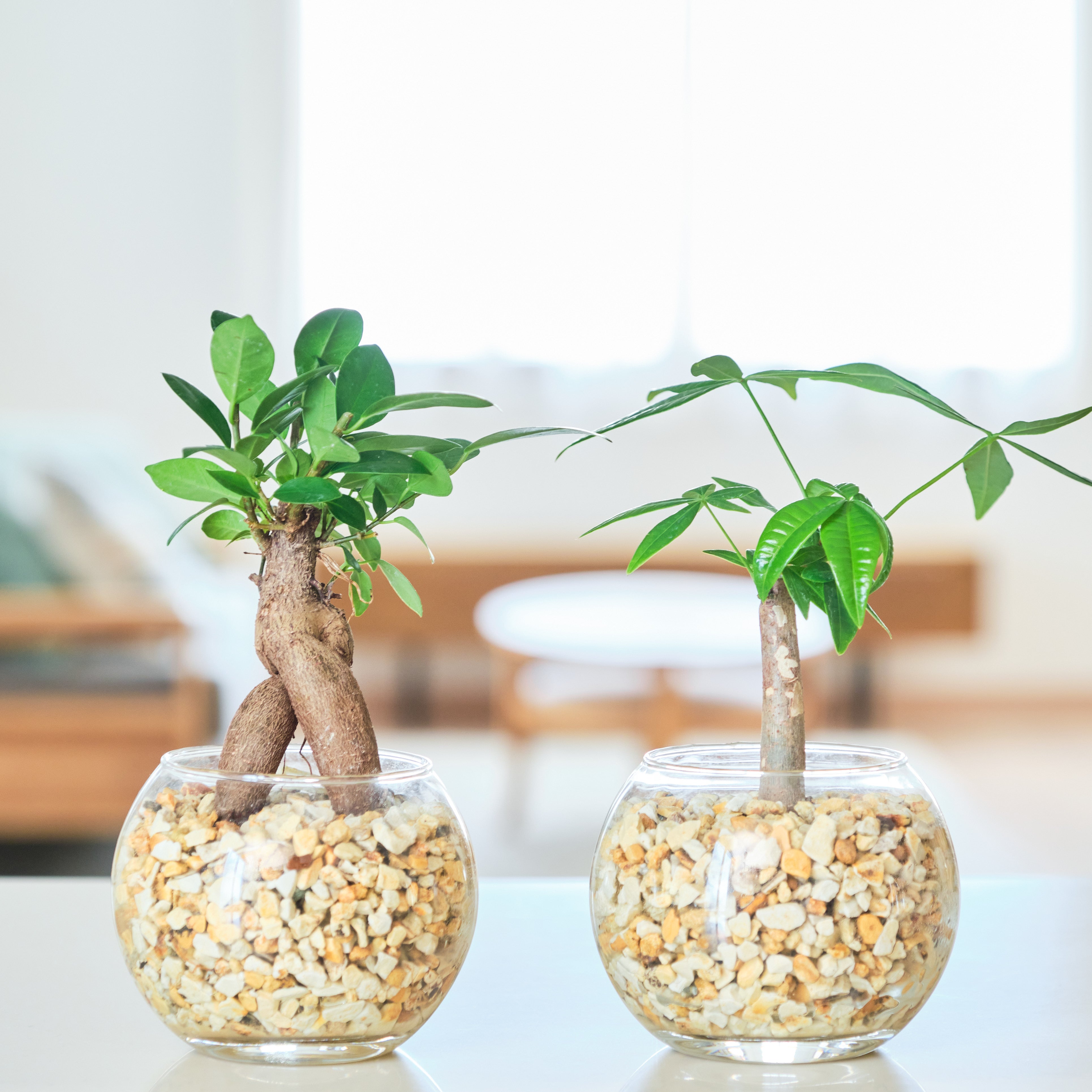 ガラスボールの育てるインテリア・選べる2点セット