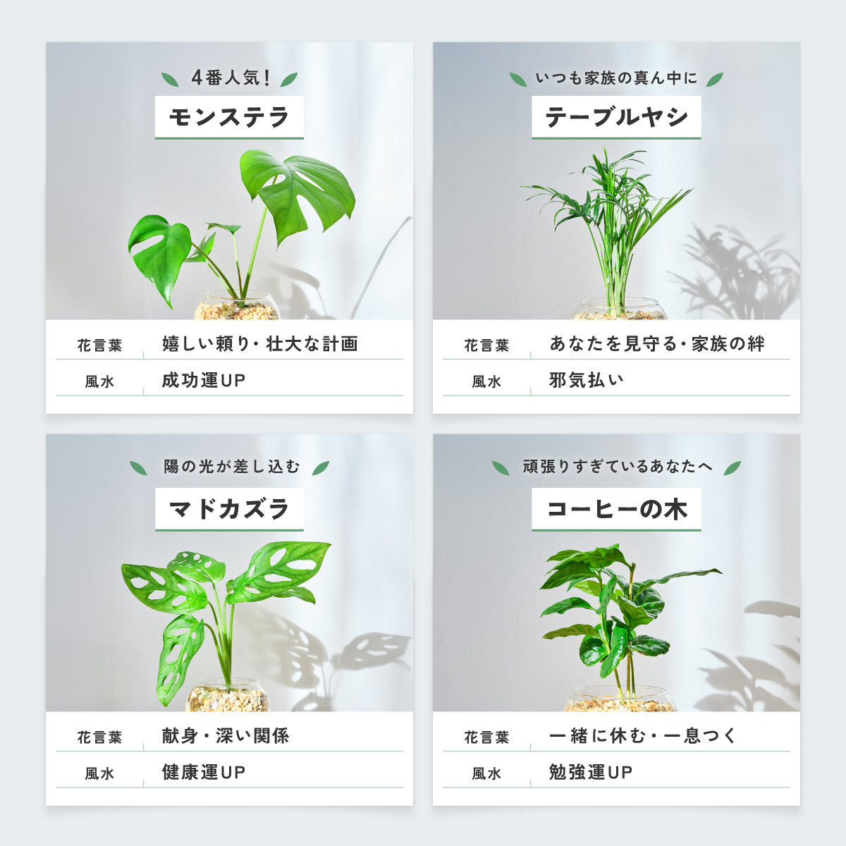 ガラスボールの育てるインテリア・選べる2点セット