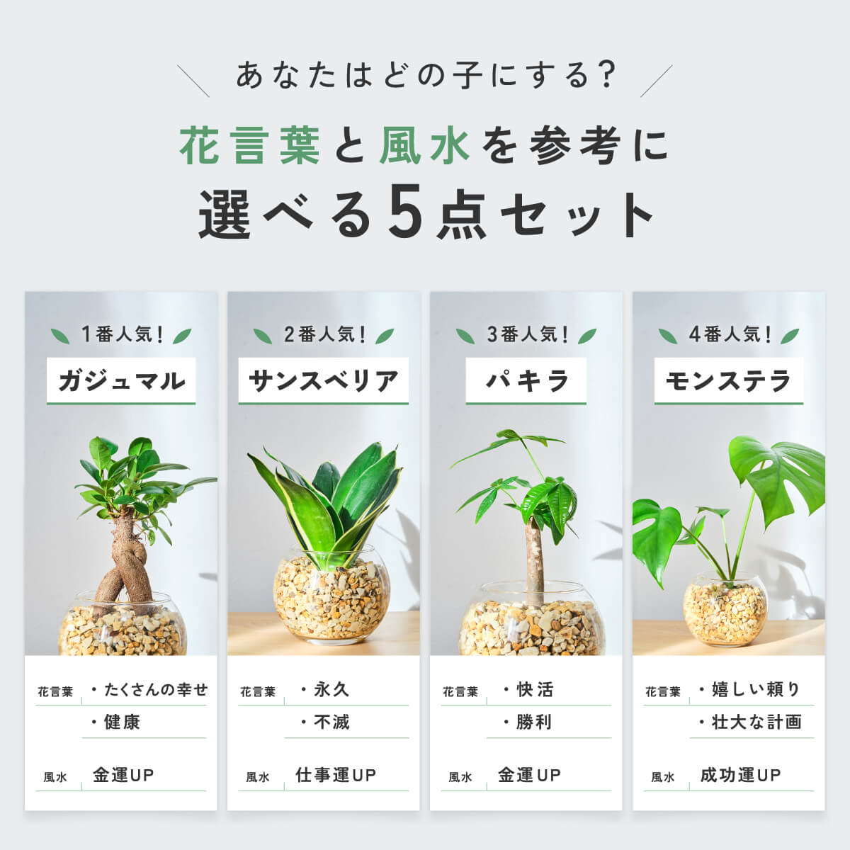 ガラスボールの育てるインテリア・選べる5点+栄養剤セット