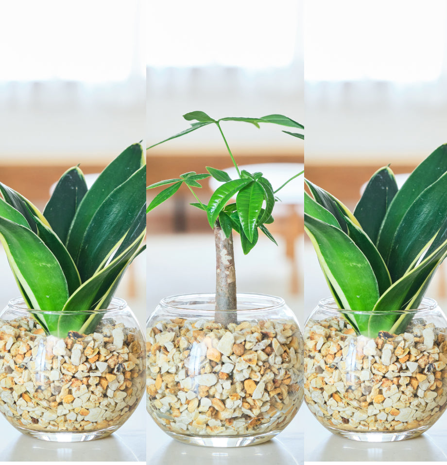 ガラスボールの育てるインテリア・選べる3点セット