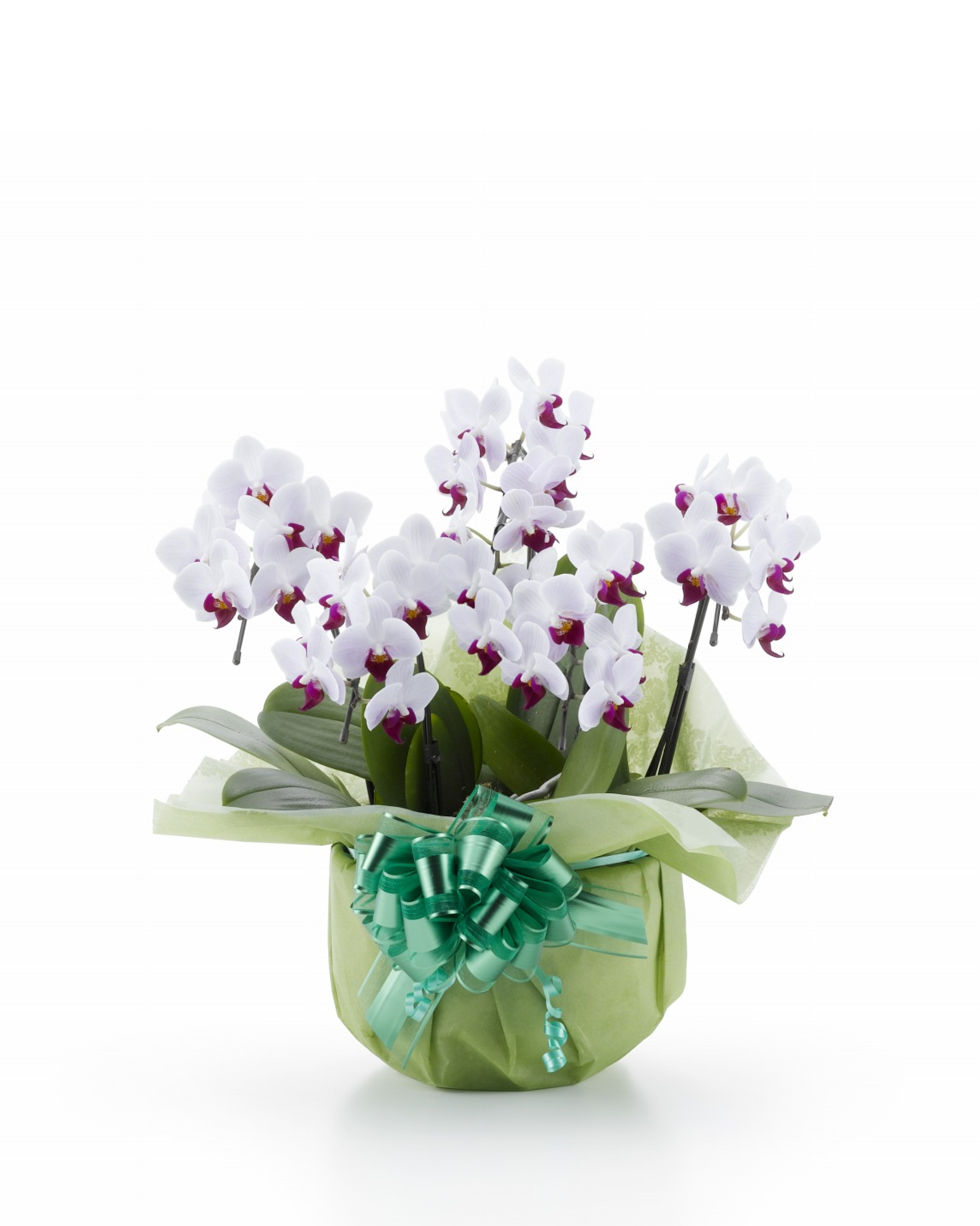 胡蝶蘭 白赤ミディ5本立ち 35輪以上