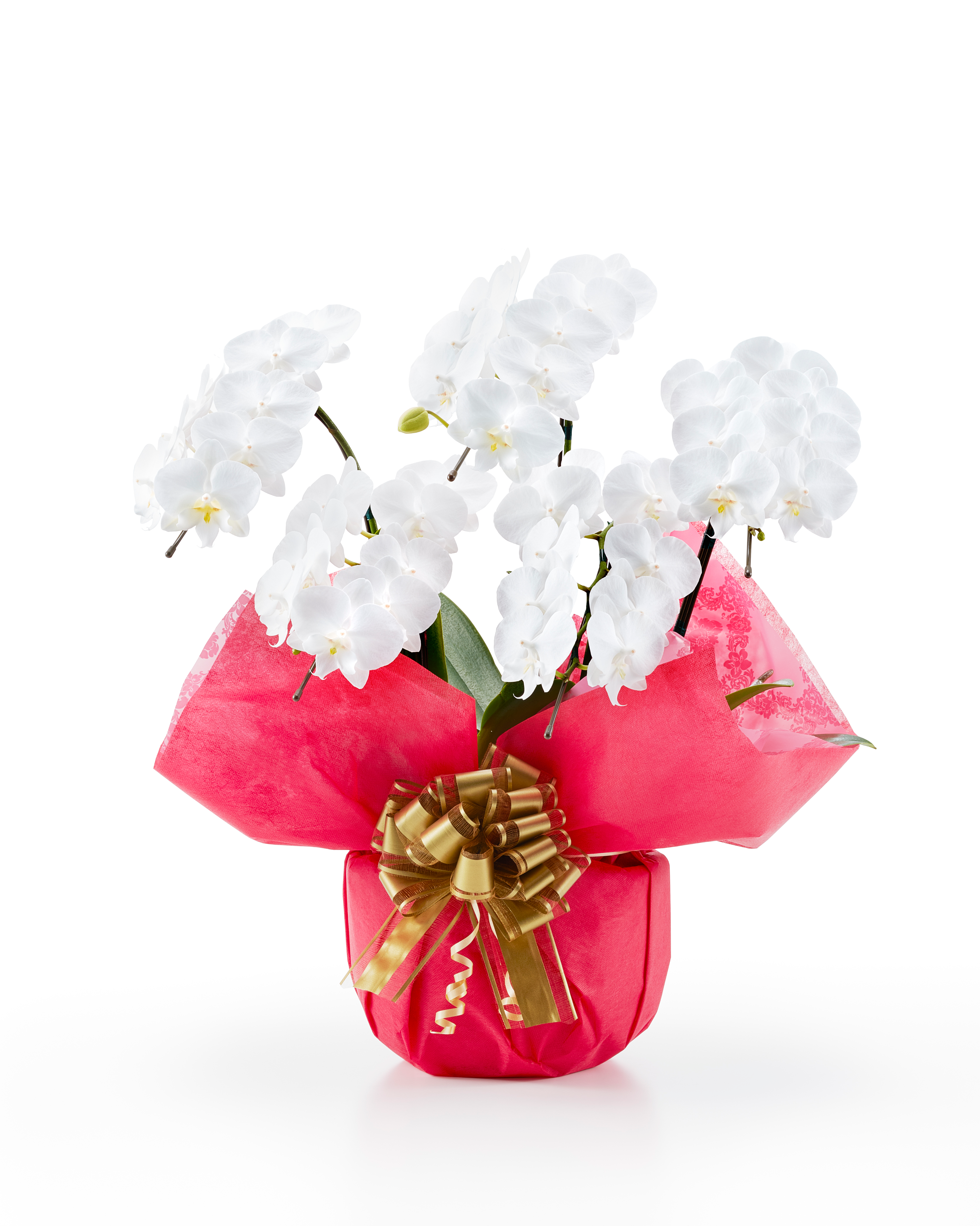 ミディ胡蝶蘭 白 5本立ち 35輪以上