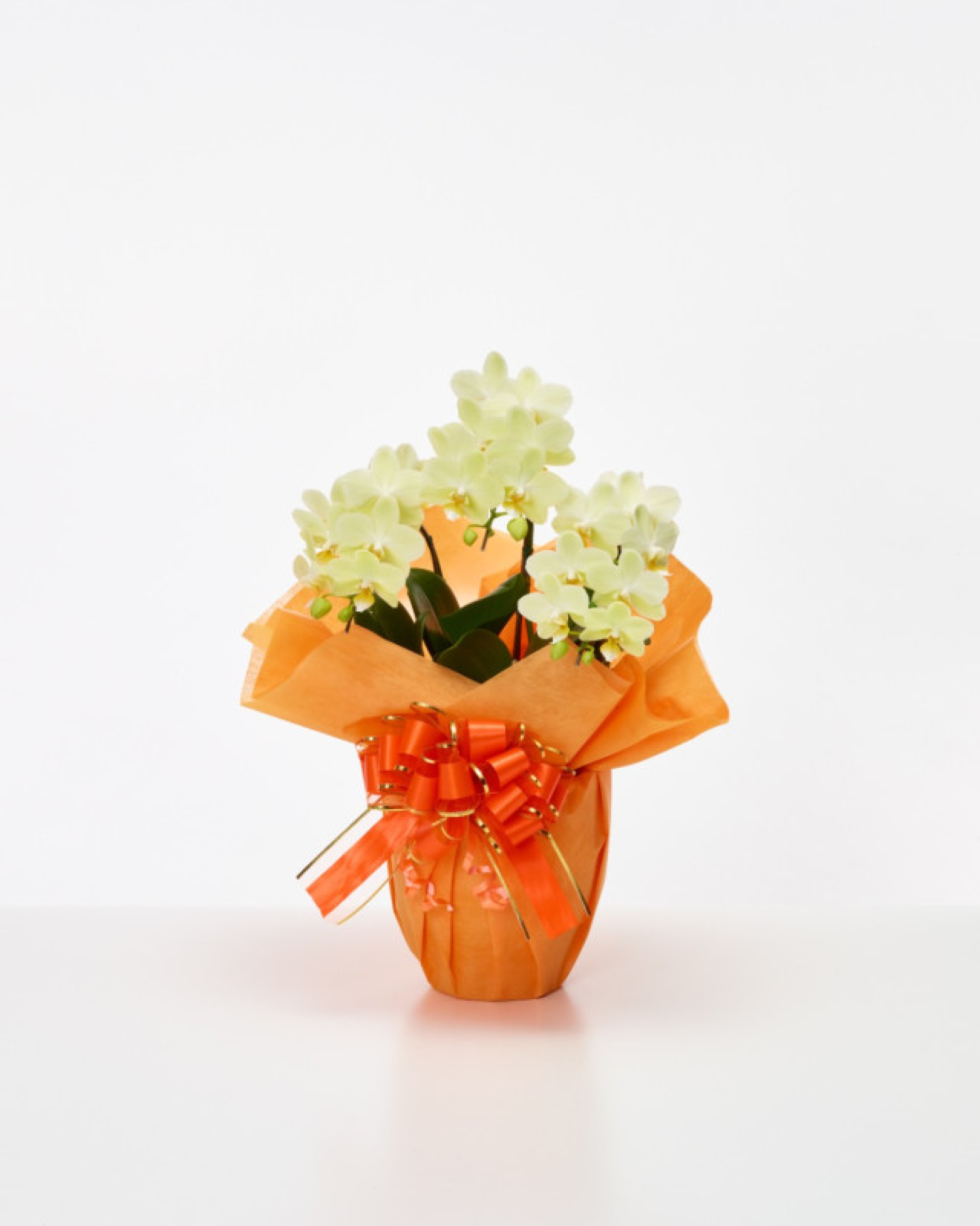 ミディ胡蝶蘭 黄色 3本立ち 21輪以上(つぼみ込み)