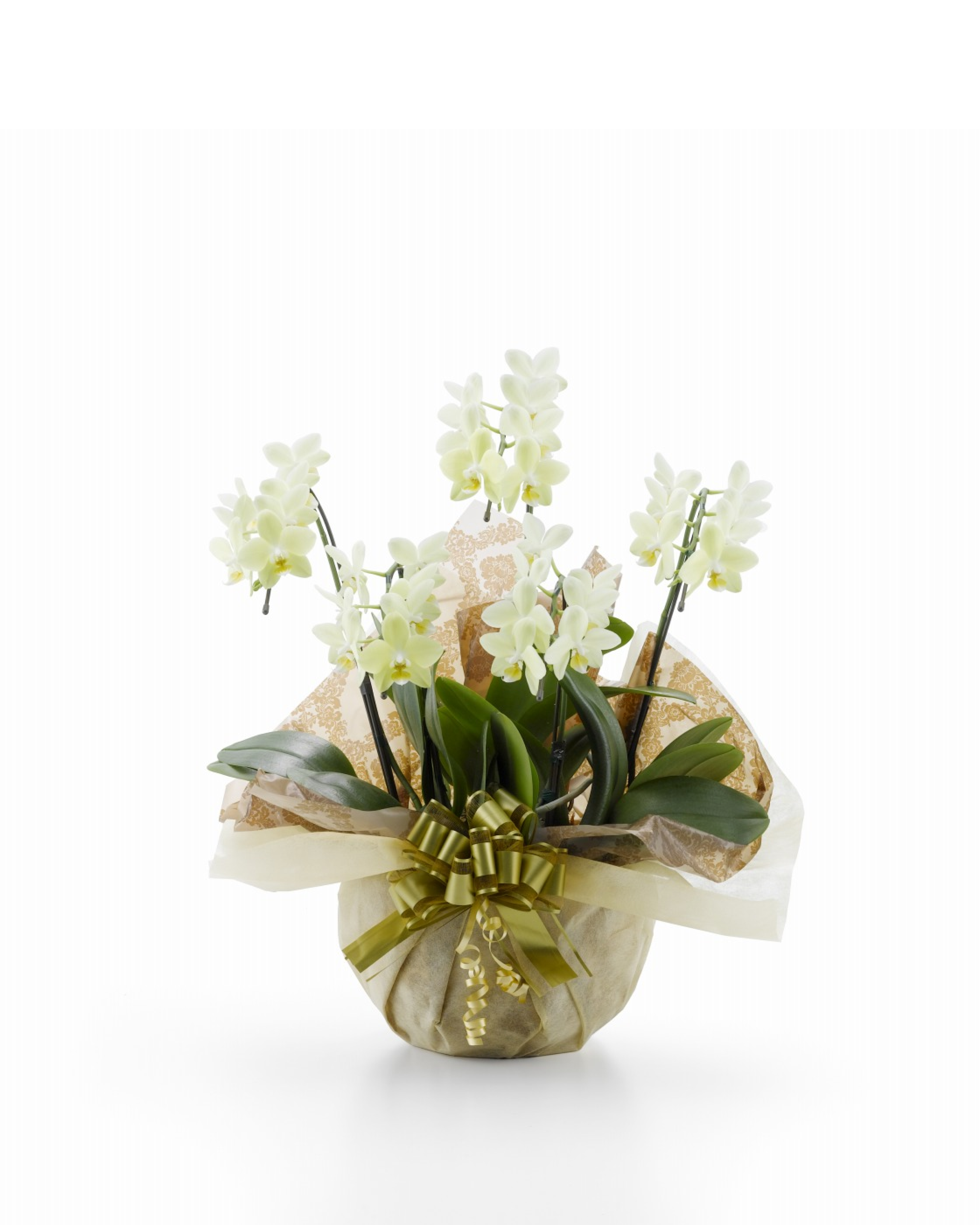 ミディ胡蝶蘭 黄色 5本立ち 35輪以上(つぼみ込み)