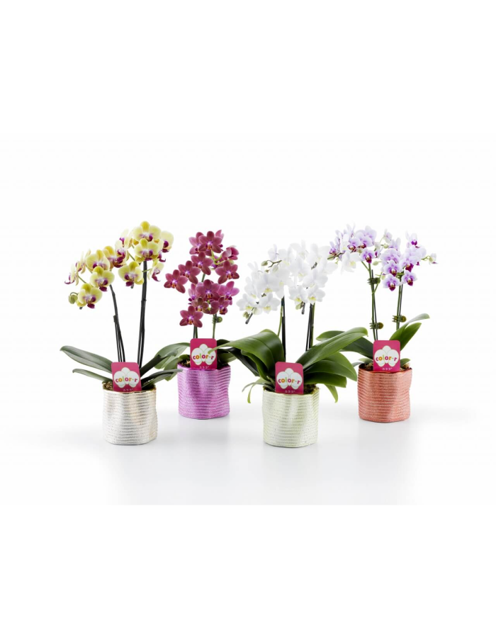 胡蝶蘭 ピンクミディ2本立て 18輪以上