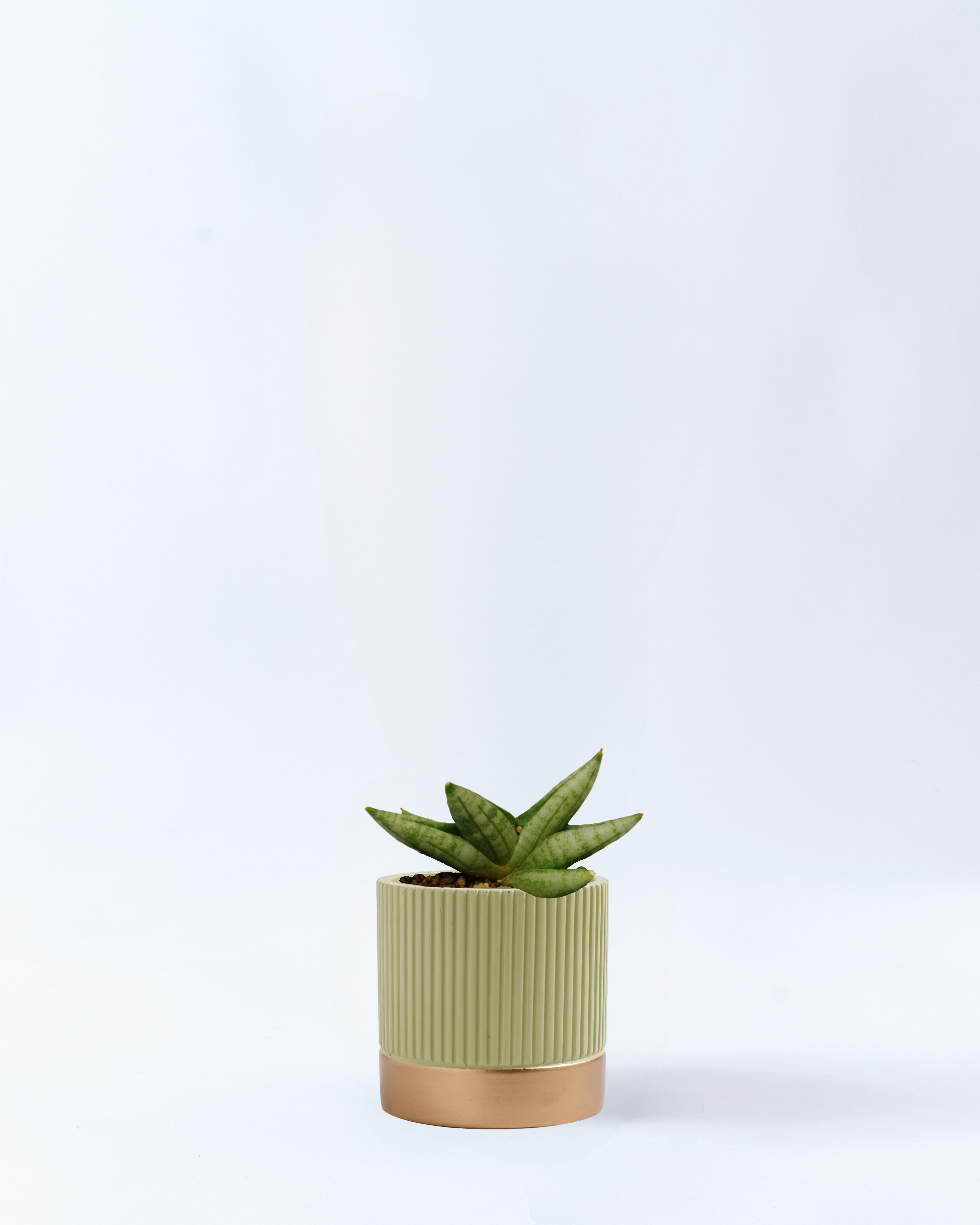 2号鉢-サンスベリアボンセレンシス-グリーン