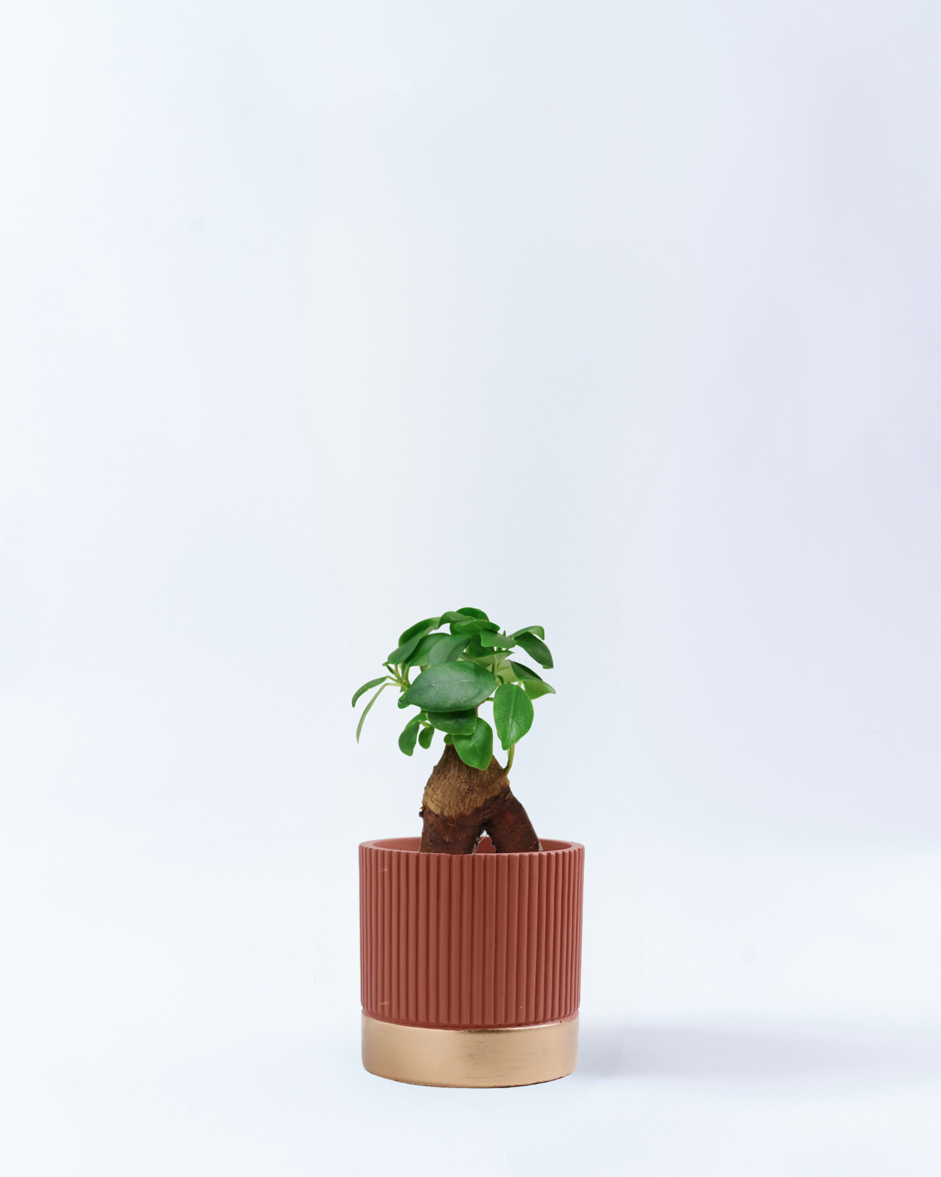 2号鉢-ガジュマル-オレンジ