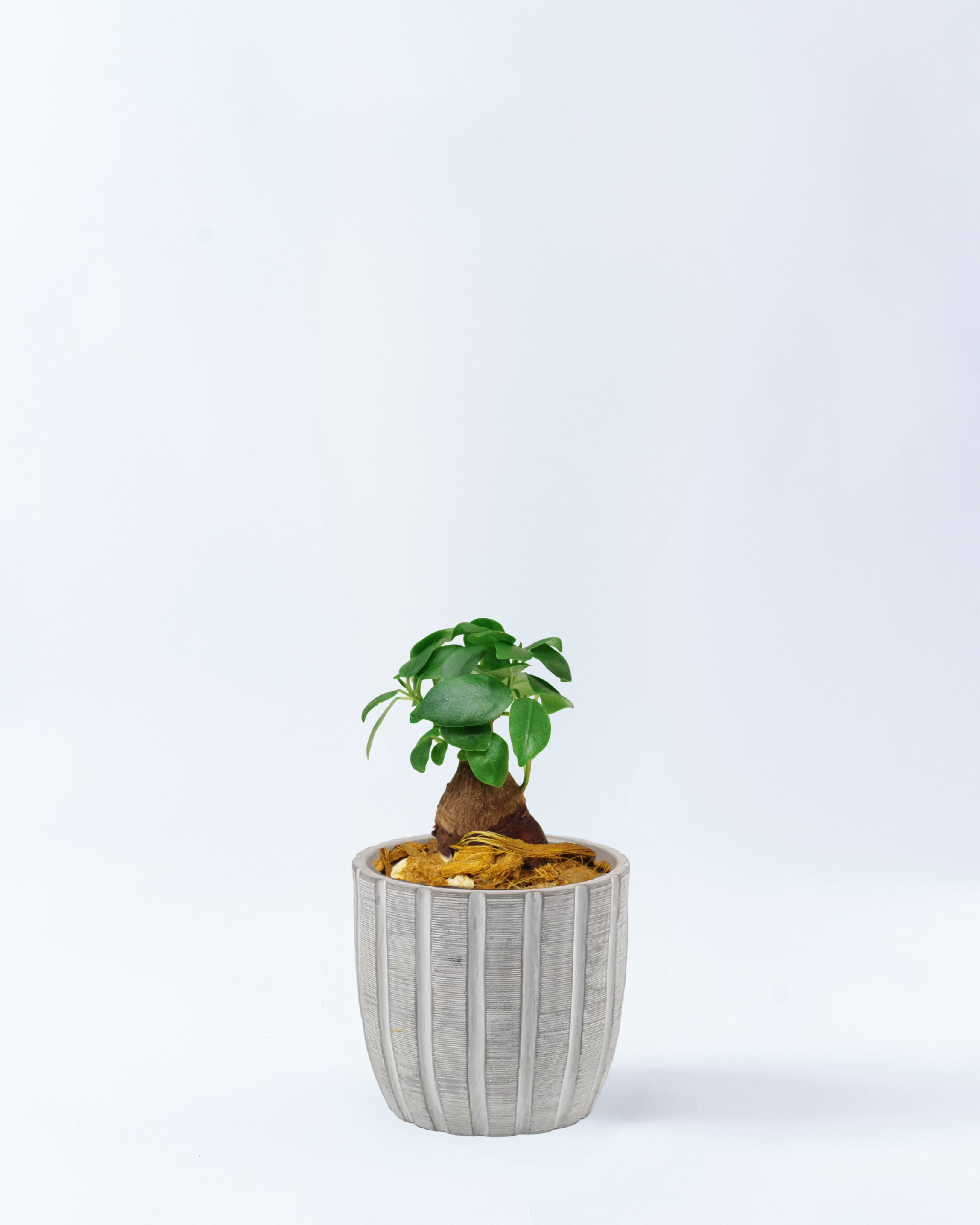 2号鉢のガジュマル_grayrib