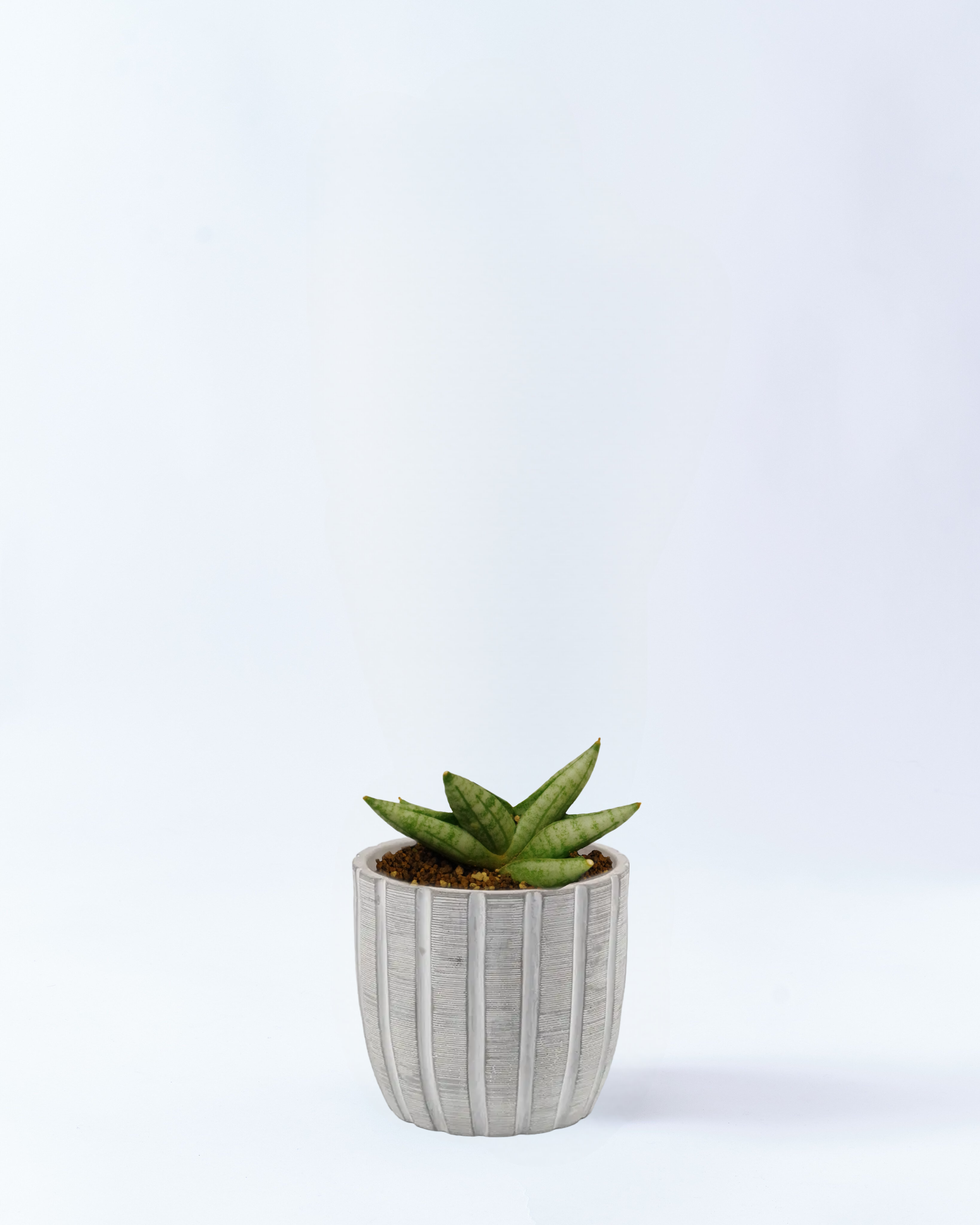 2号鉢のサンスベリアボンセレンシス_grayrib