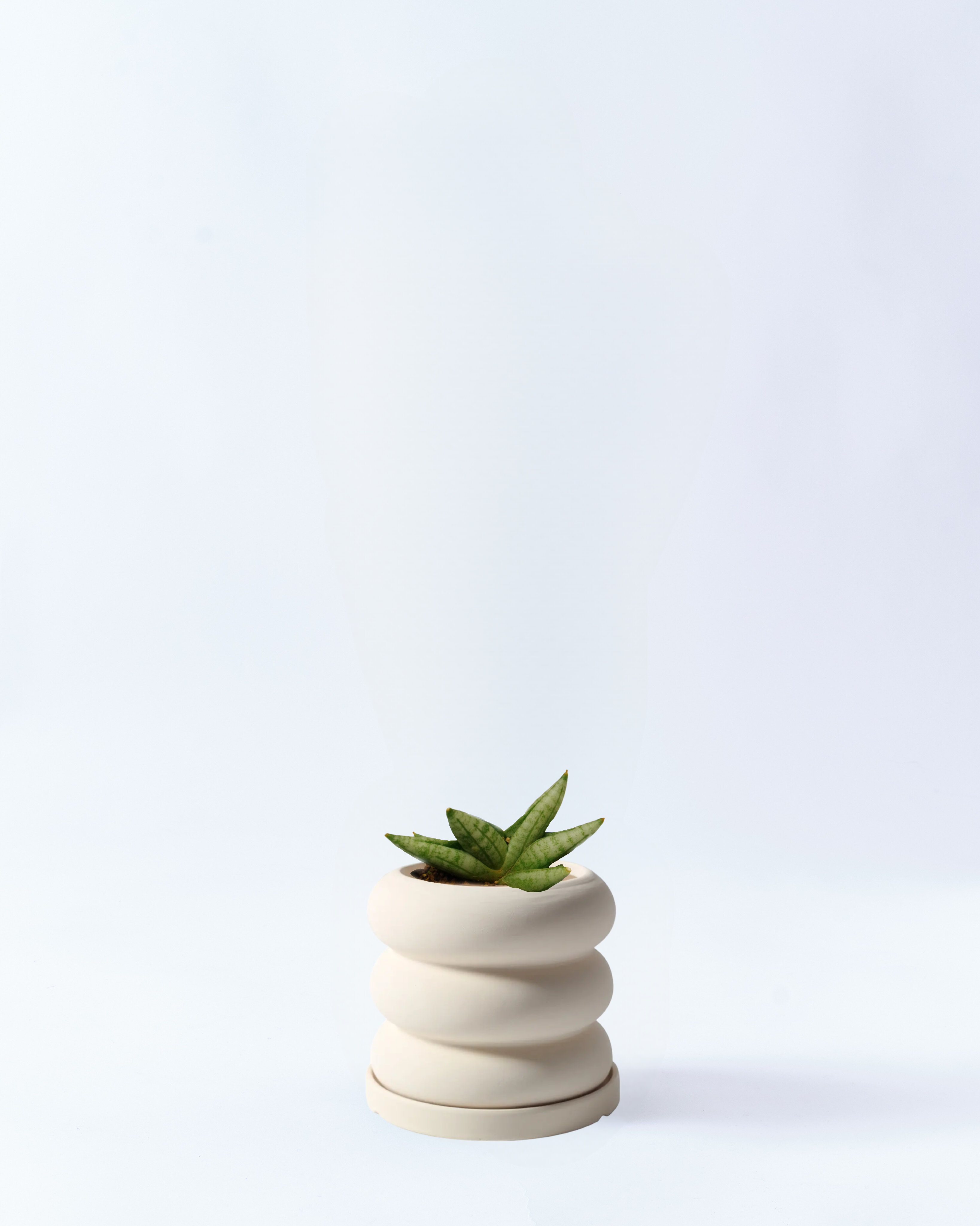 2号鉢のサンスベリアボンセレンシス_tornado