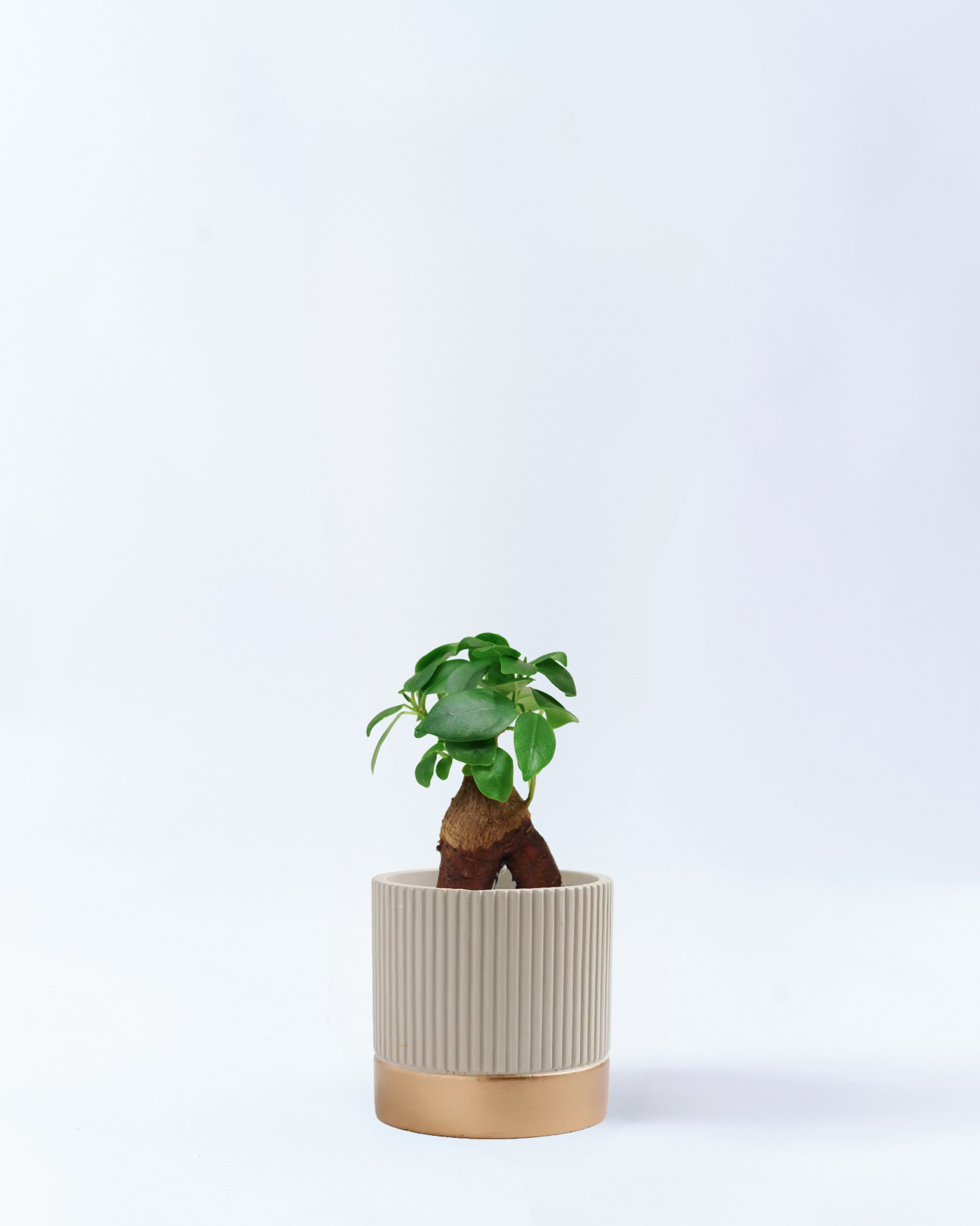 2号鉢-ガジュマル-ホワイト