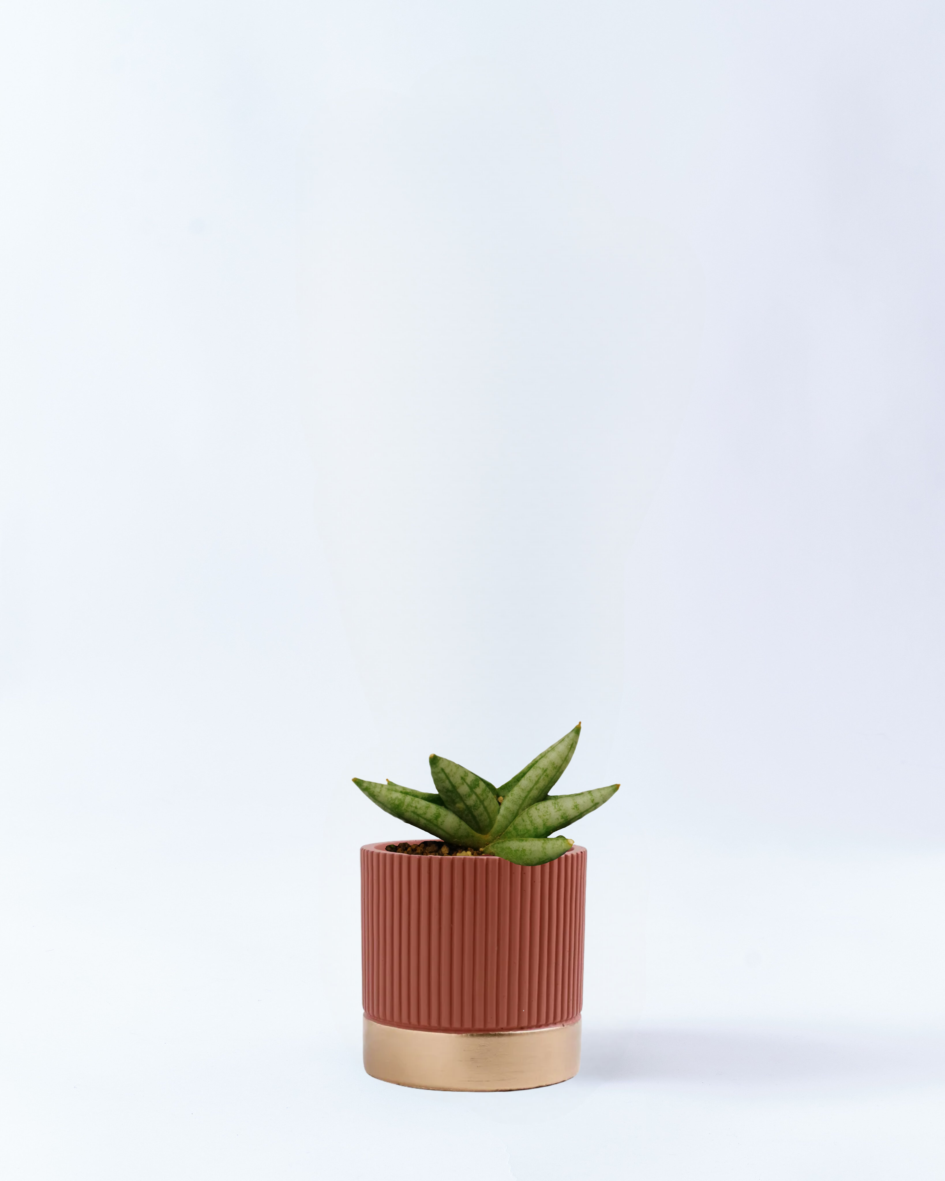 2号鉢-サンスベリアボンセレンシス-オレンジ