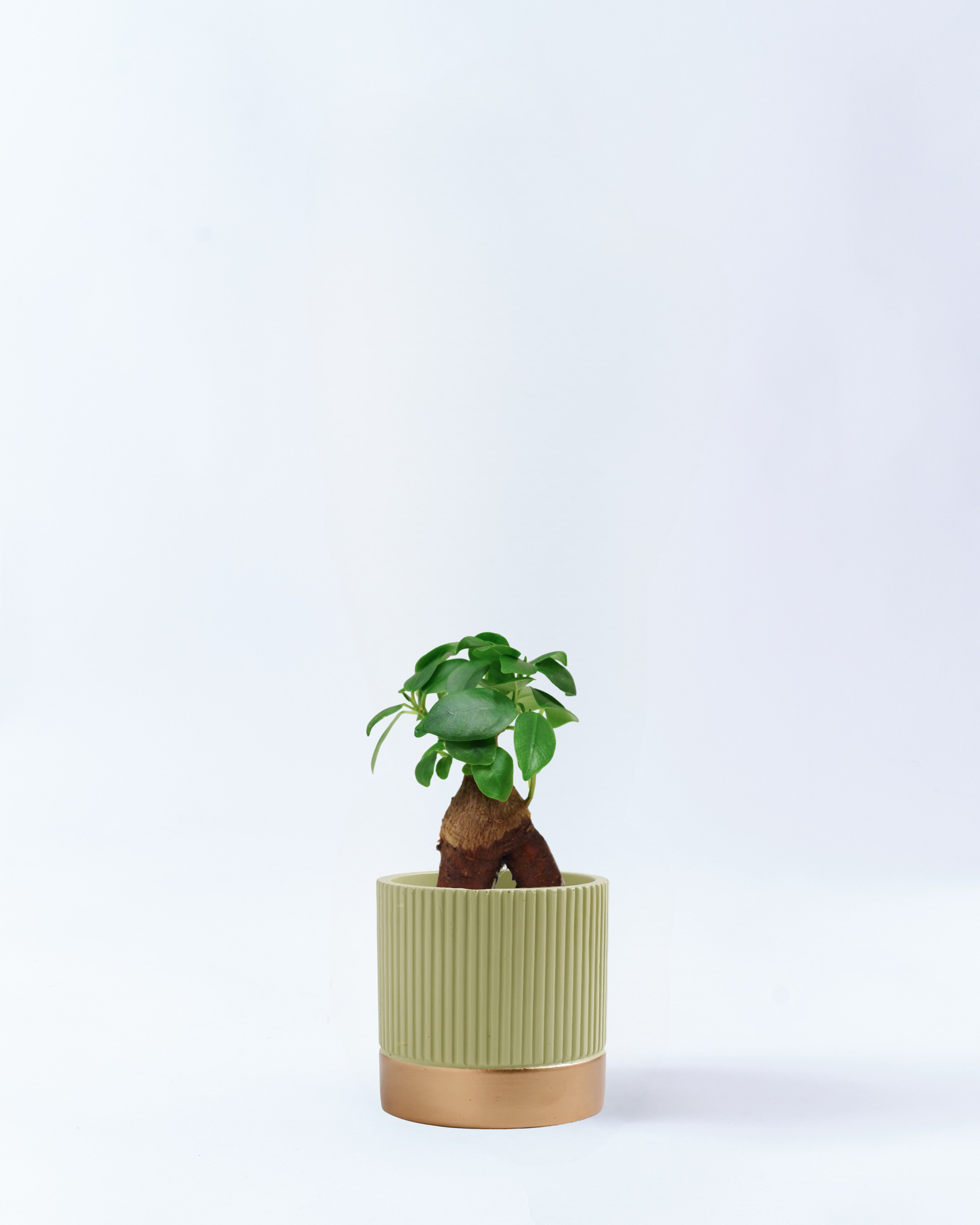 2号鉢-ガジュマル-グリーン