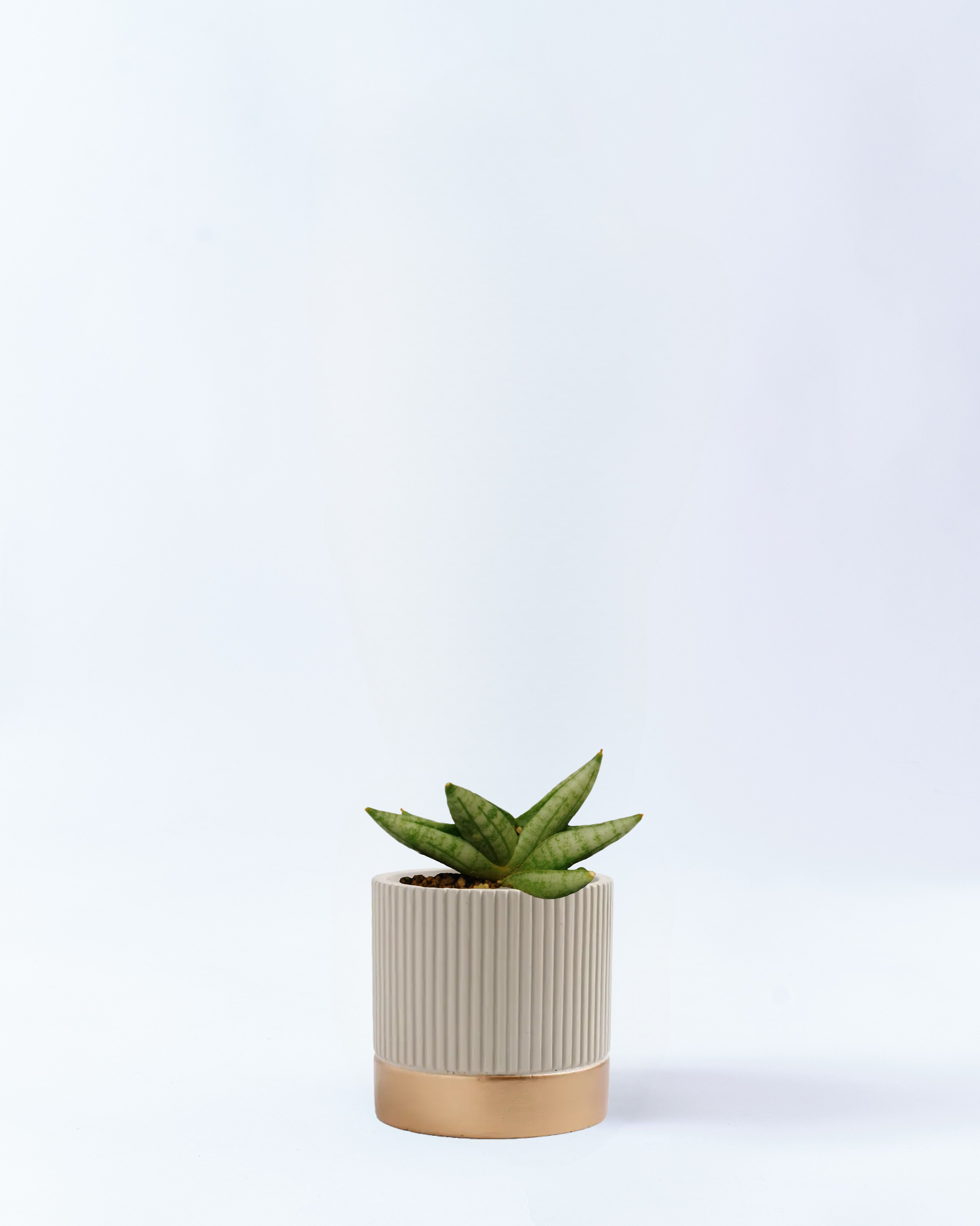 2号鉢-サンスベリアボンセレンシス-ホワイト