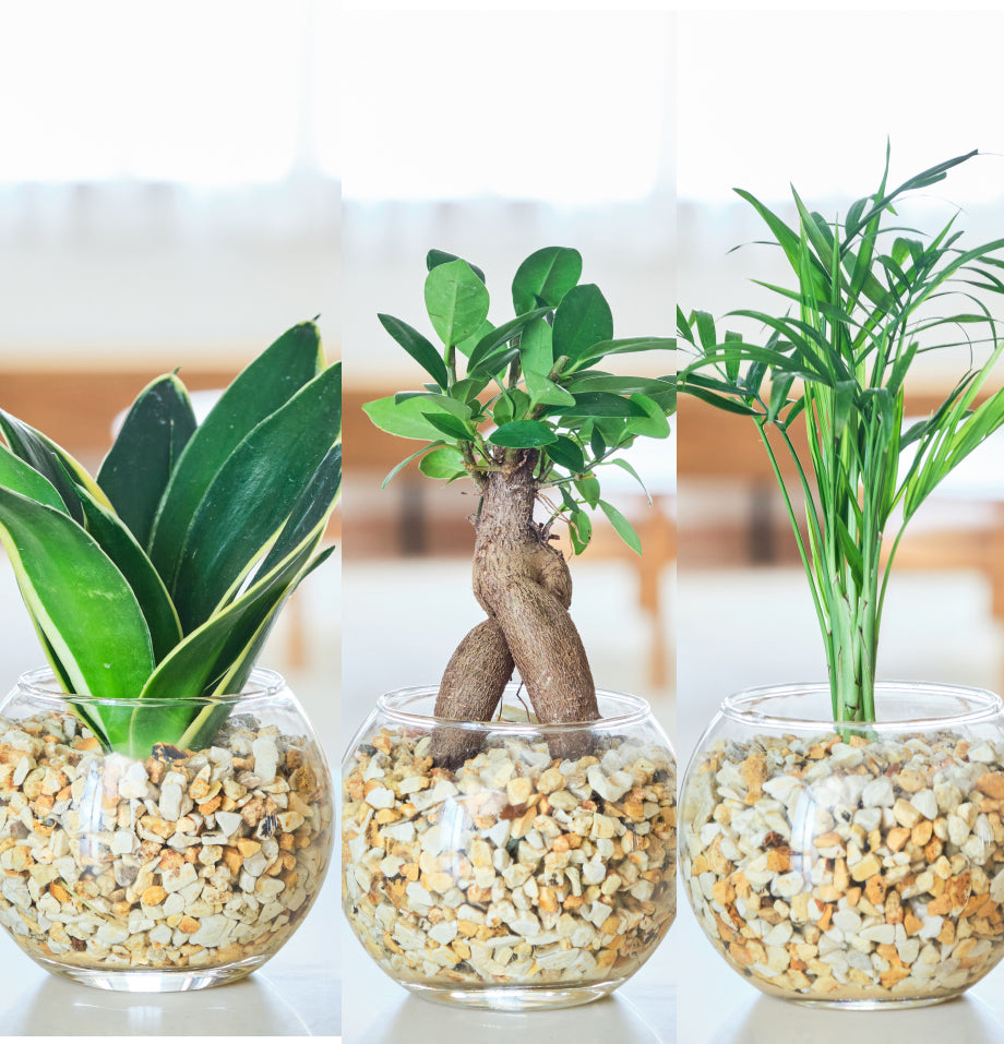 ガラスボールの育てるインテリア・選べる3点セット