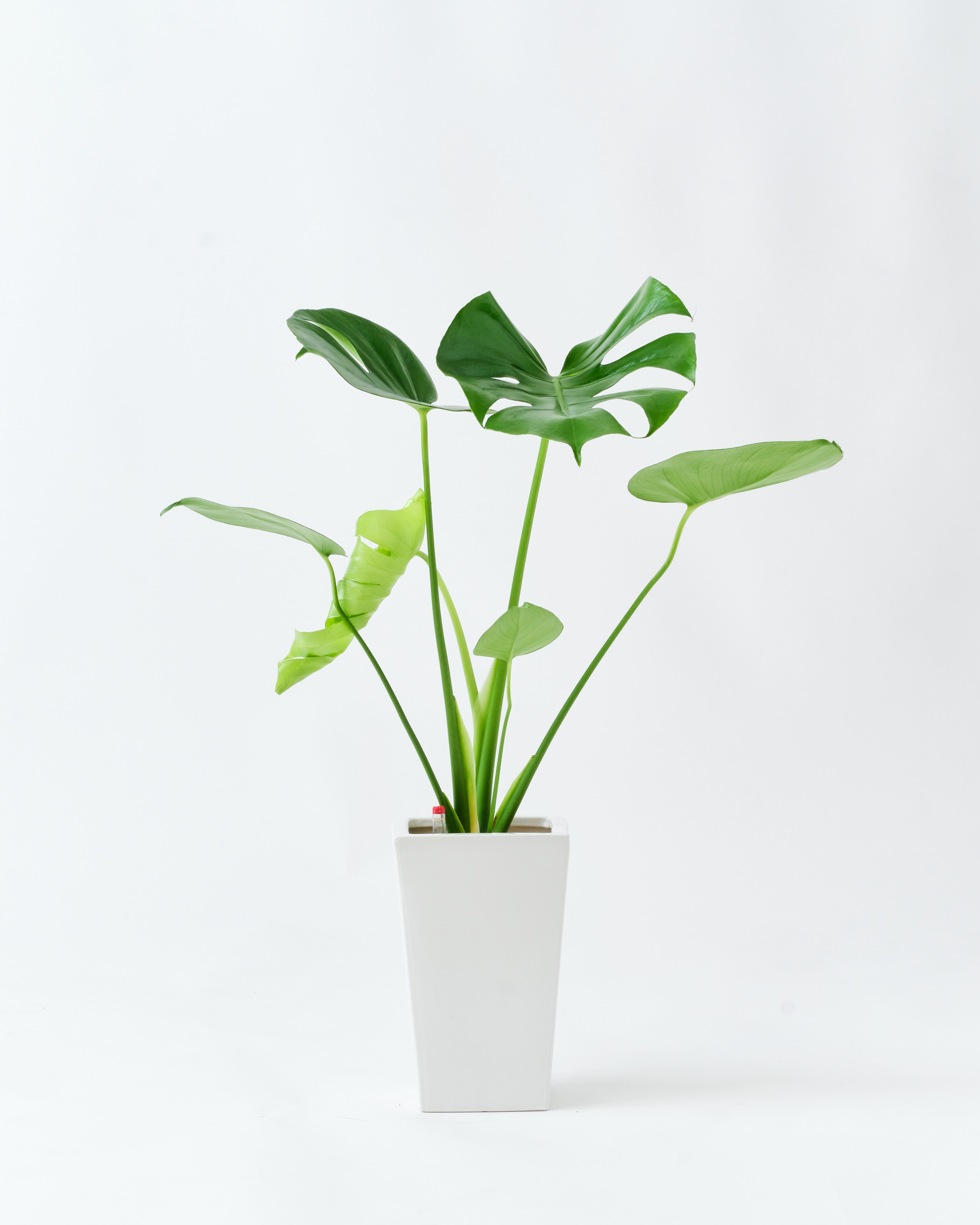 陶器鉢のモンステラ