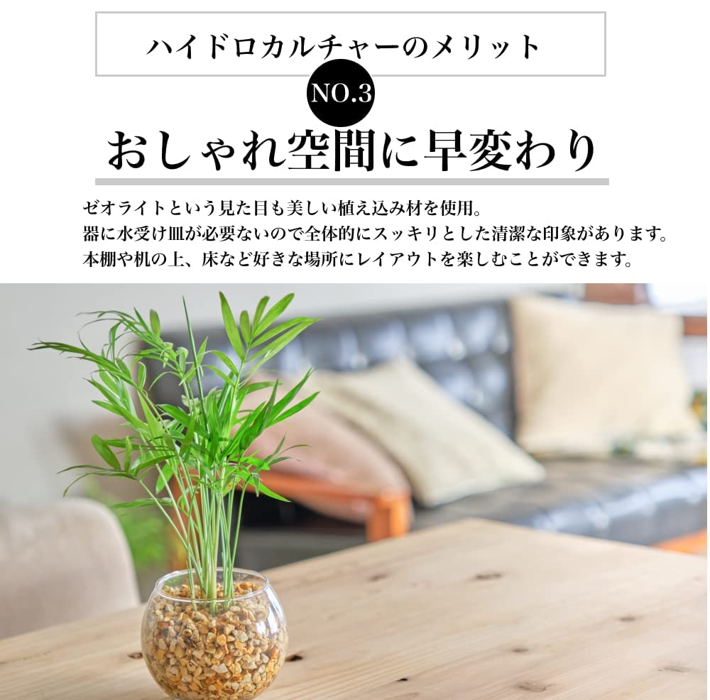 ポトス ハイドロカルチャー 高さ約20cm