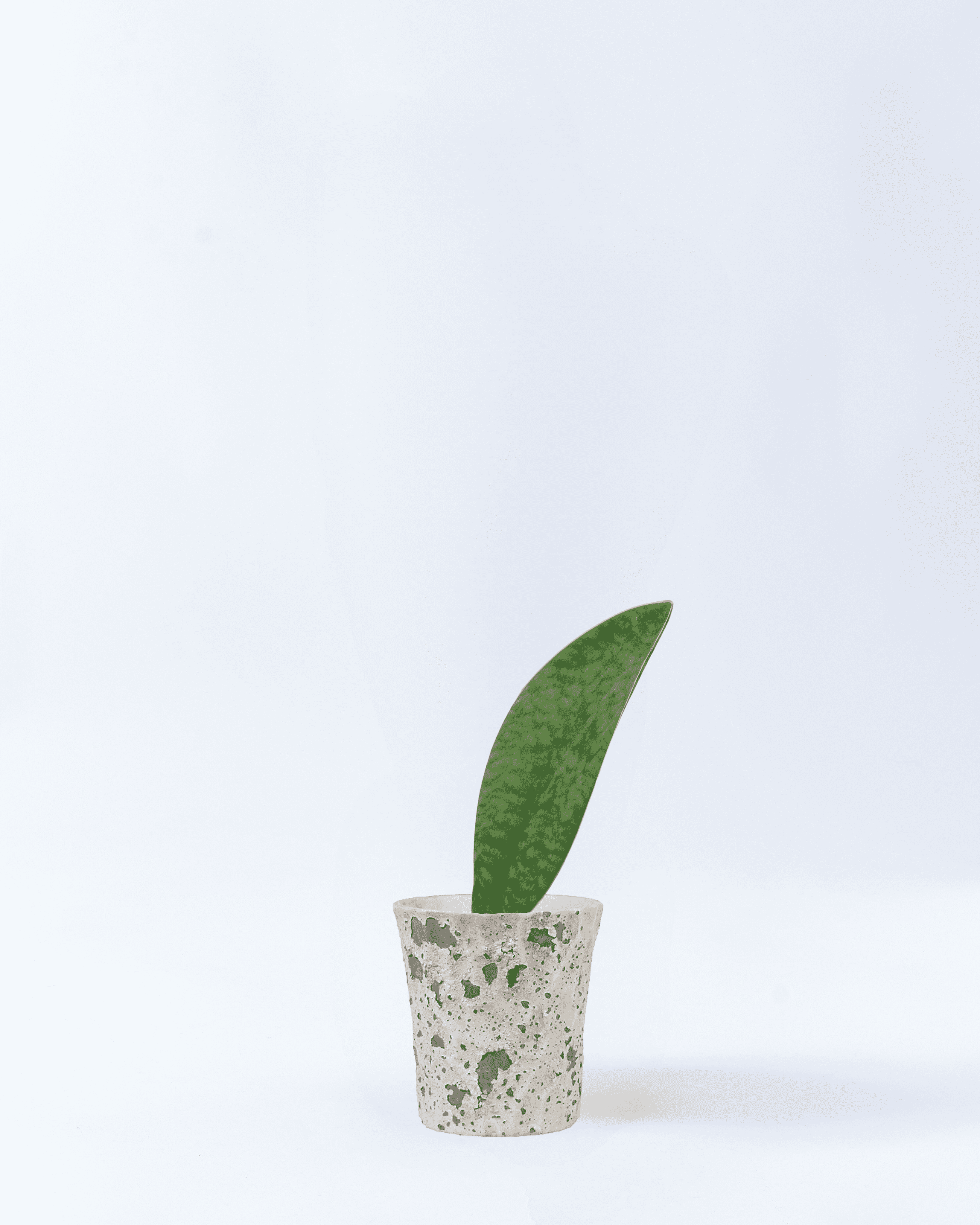 3号鉢のサンスベリアマッソニアーナ-ホワイト