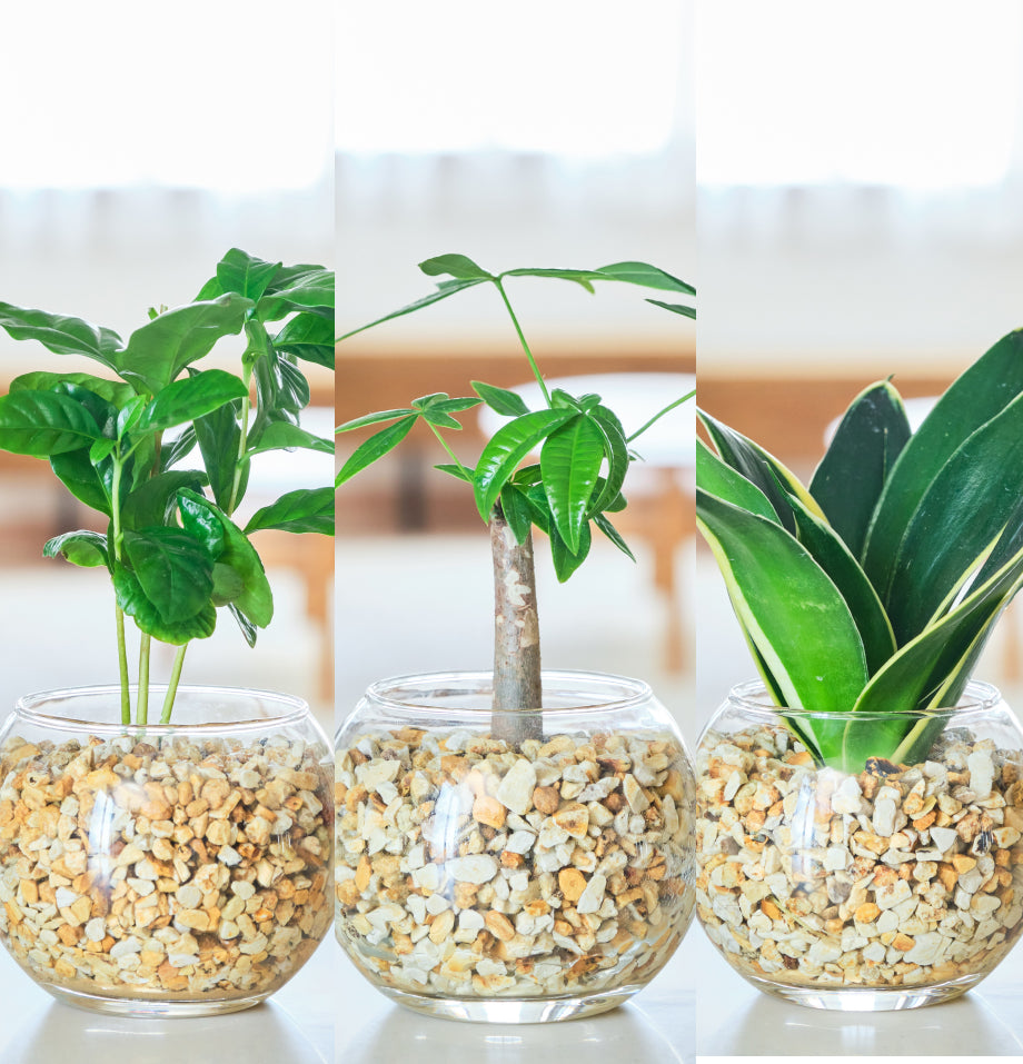 ガラスボールの育てるインテリア・選べる3点セット