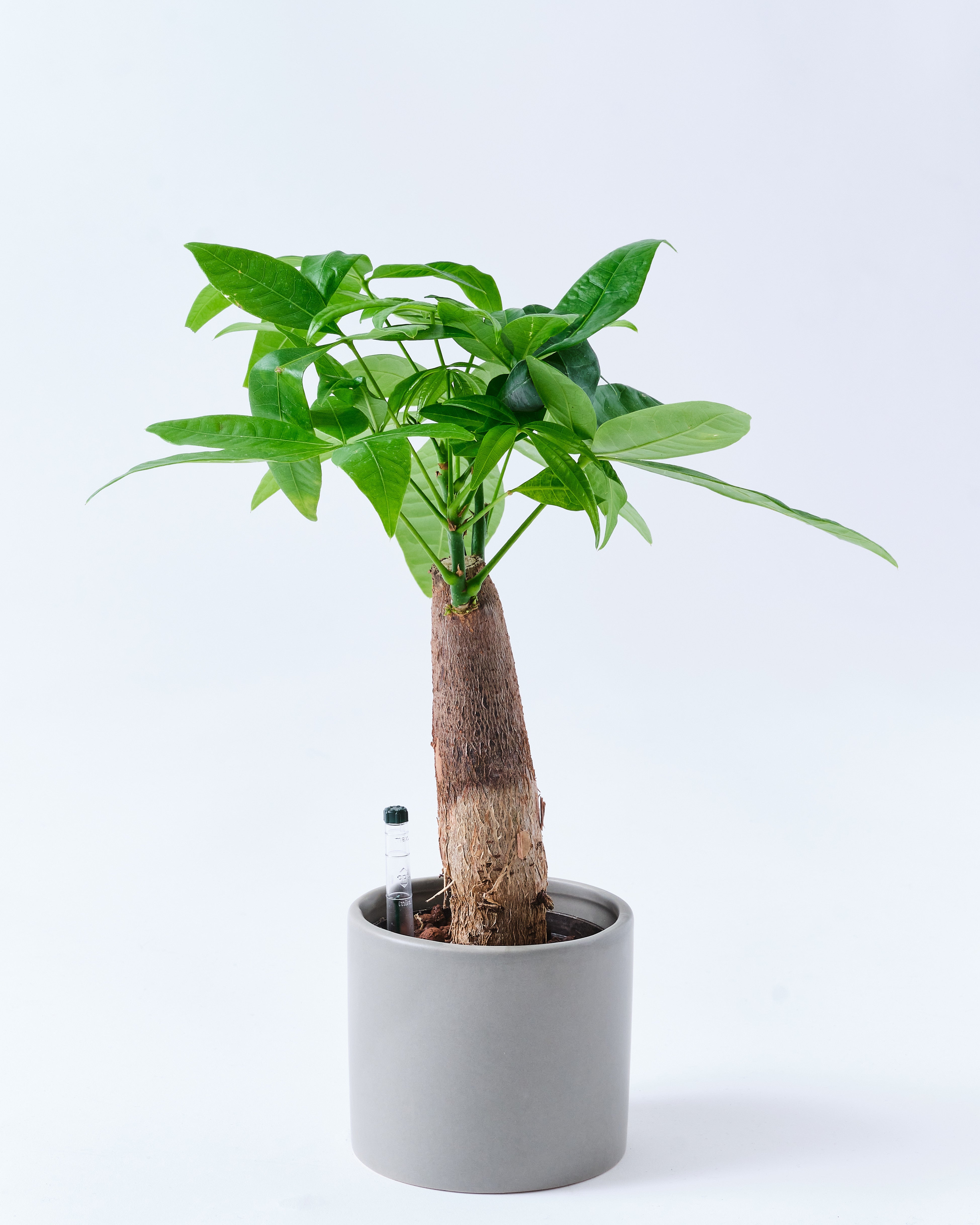 パキラのグレー3号陶器鉢