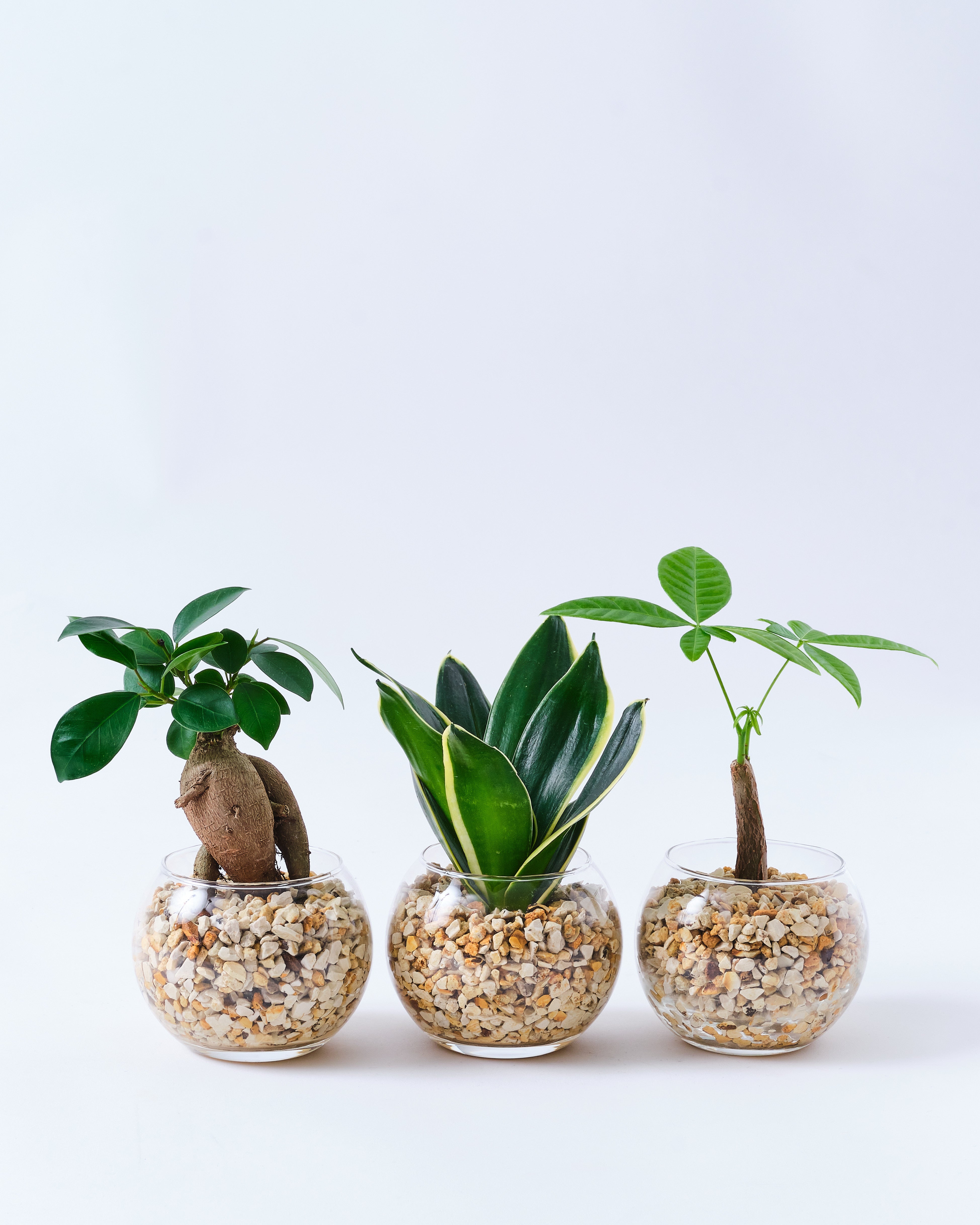 ガジュマルとパキラとサンスベリアの3点セット