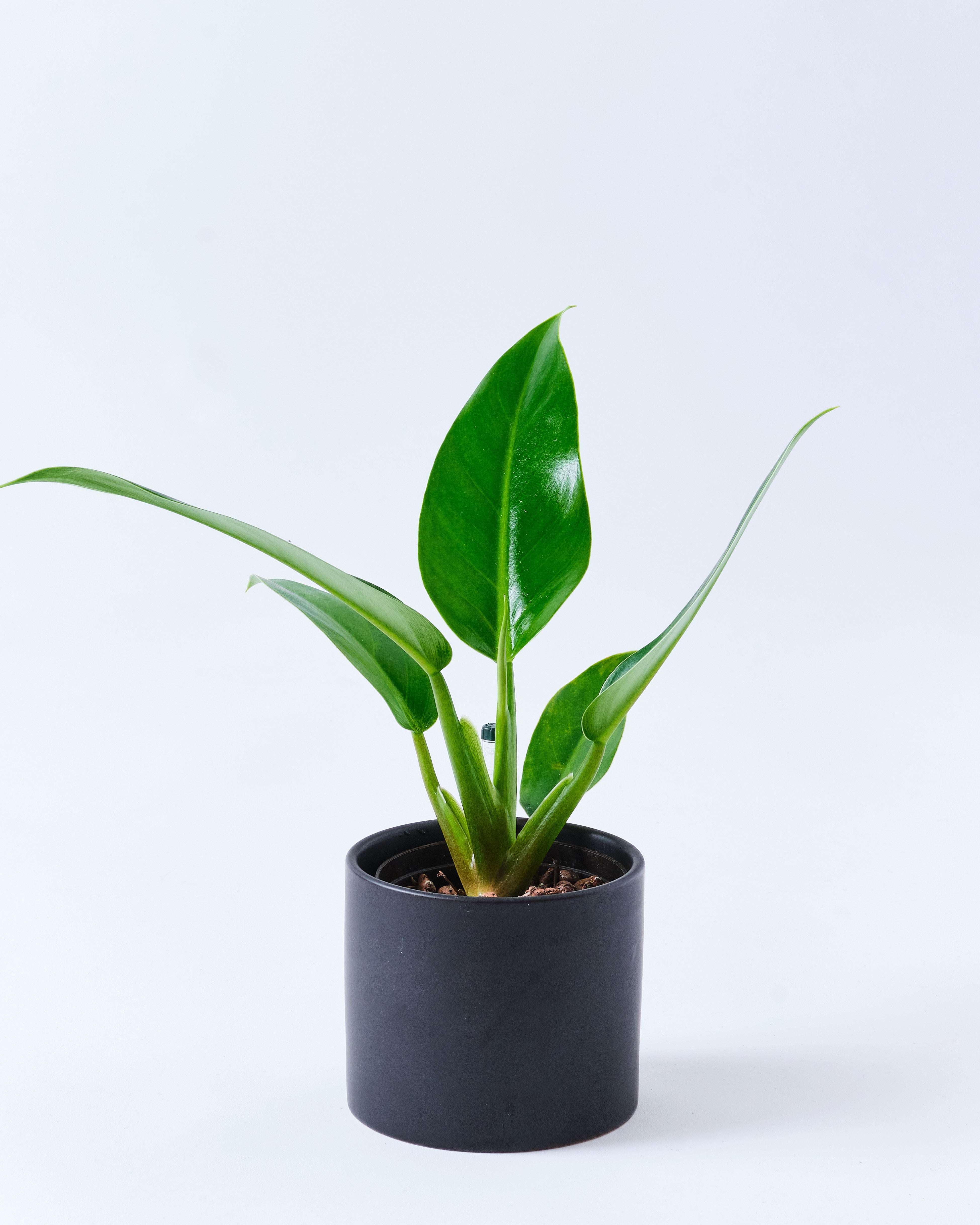 フィロデンドロンのブラック3号陶器鉢