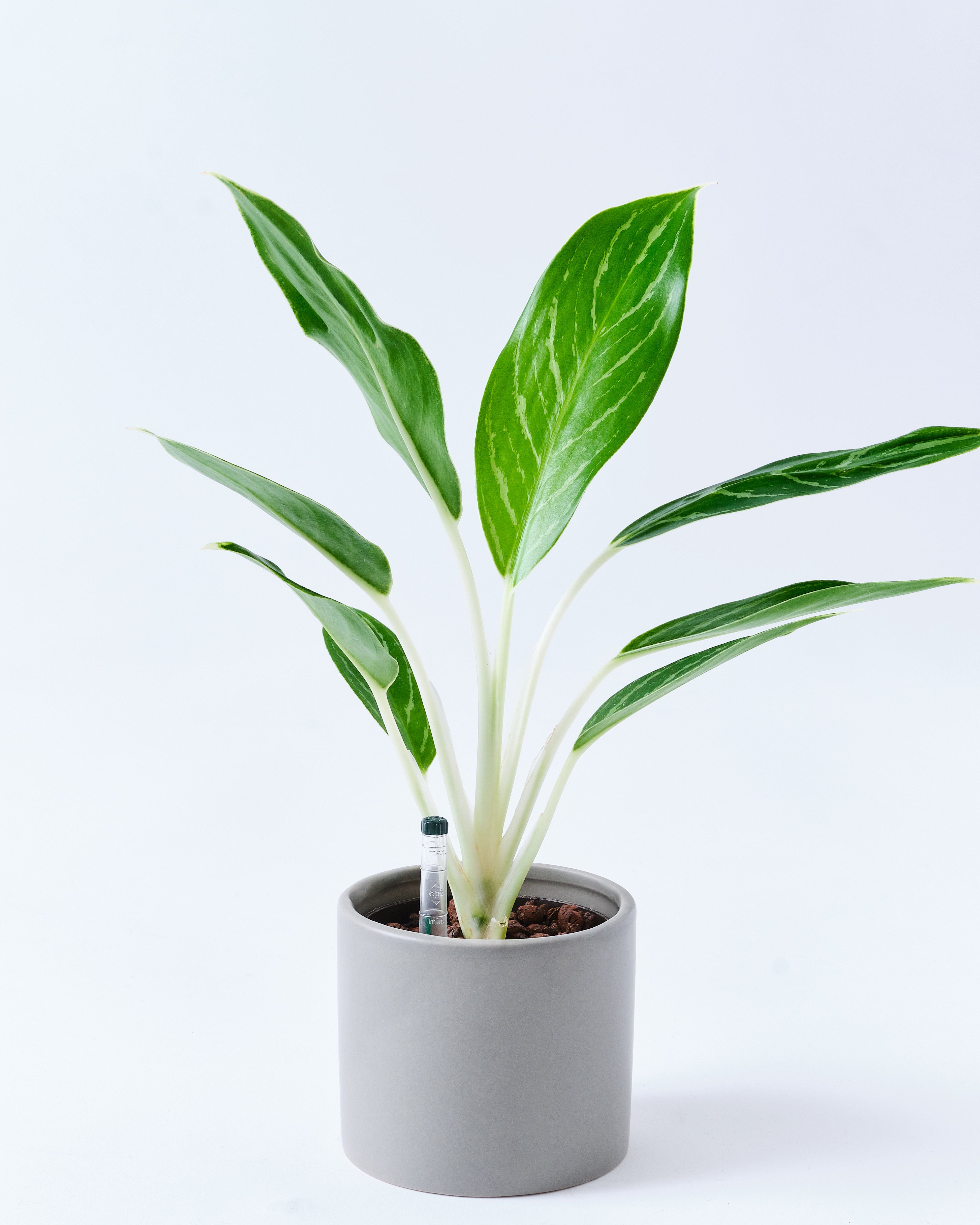 アグラオネマのグレー3号陶器鉢