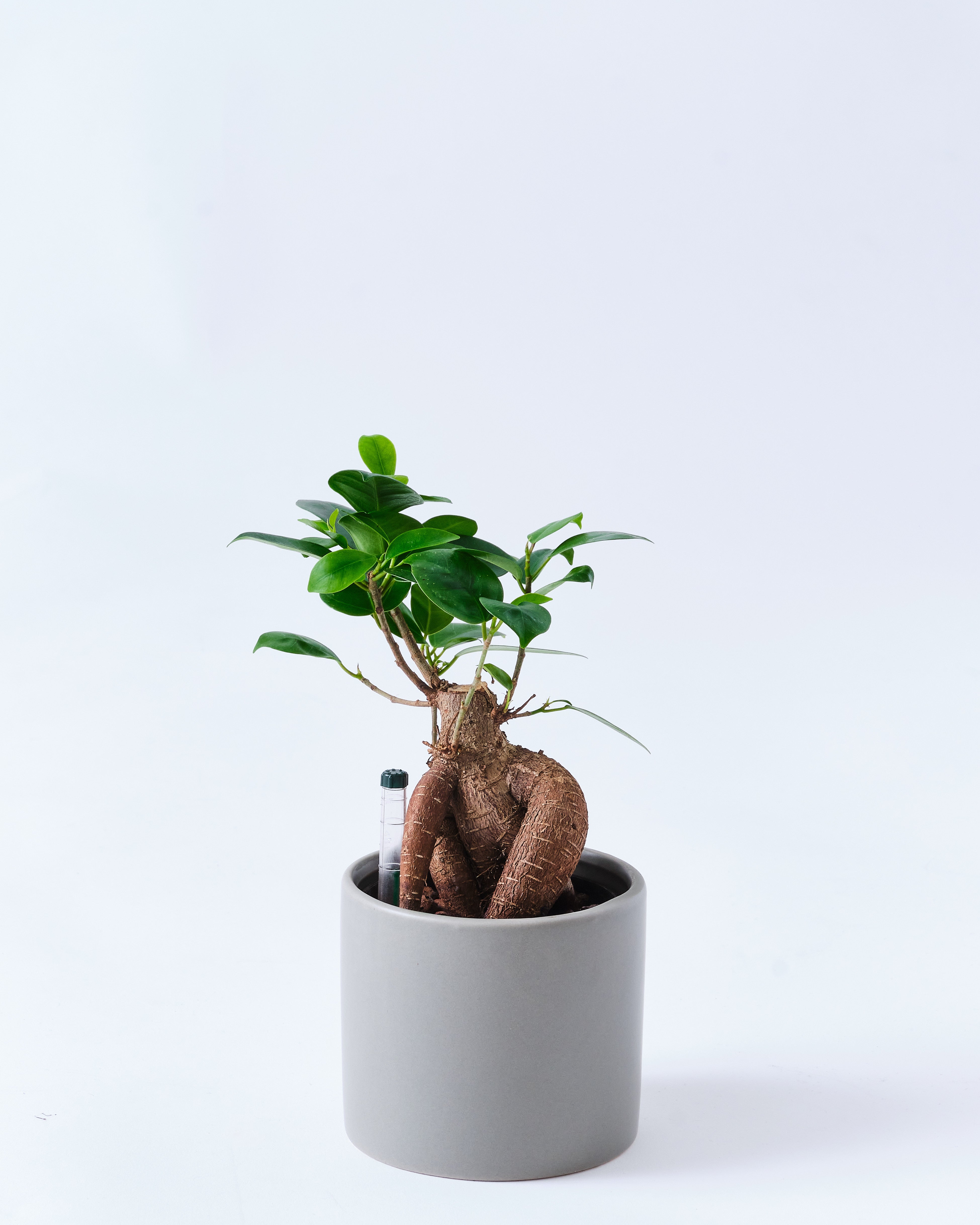 ガジュマルのグレーの3号陶器鉢