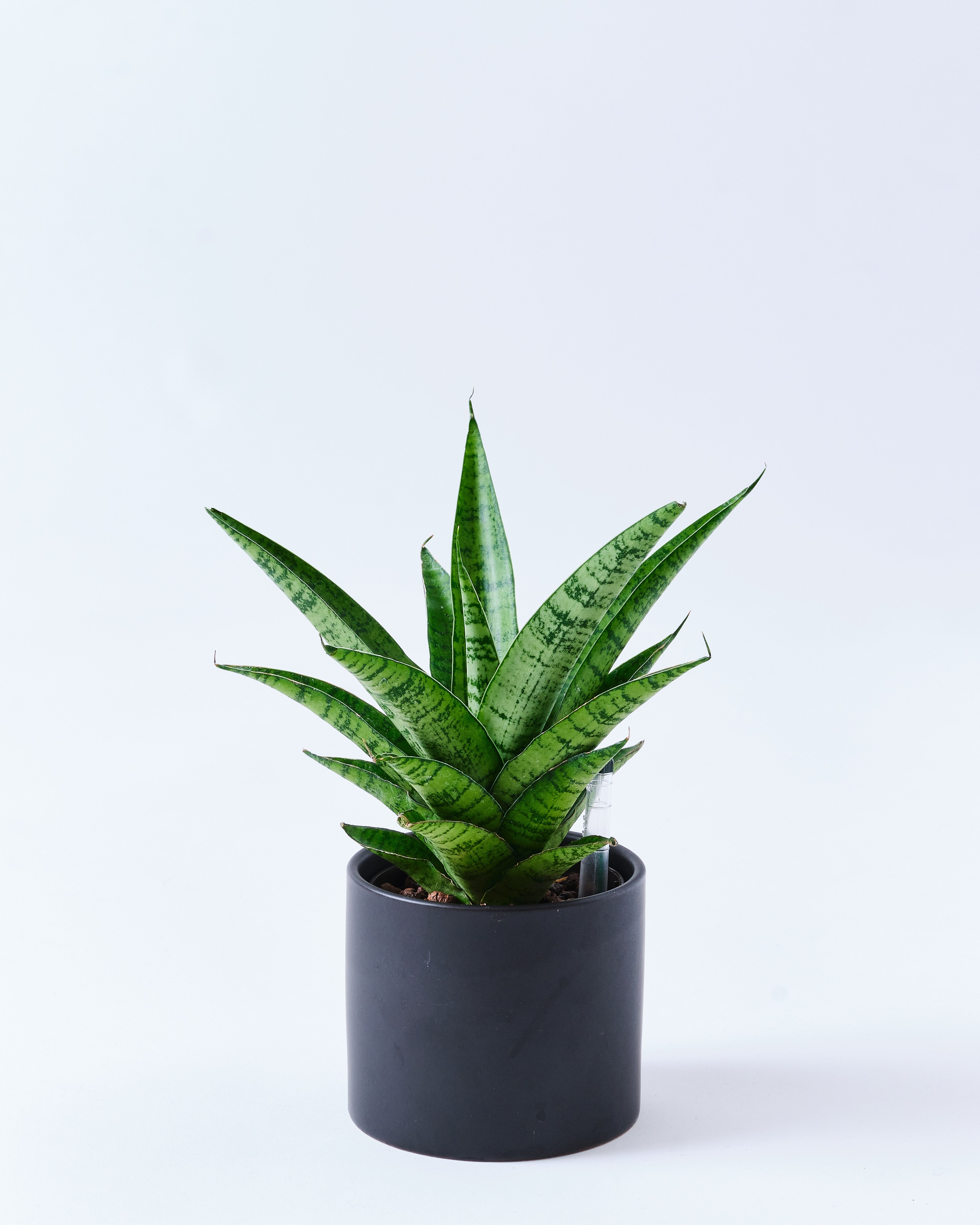 サンスベリア・パゴダのブラック3号陶器鉢
