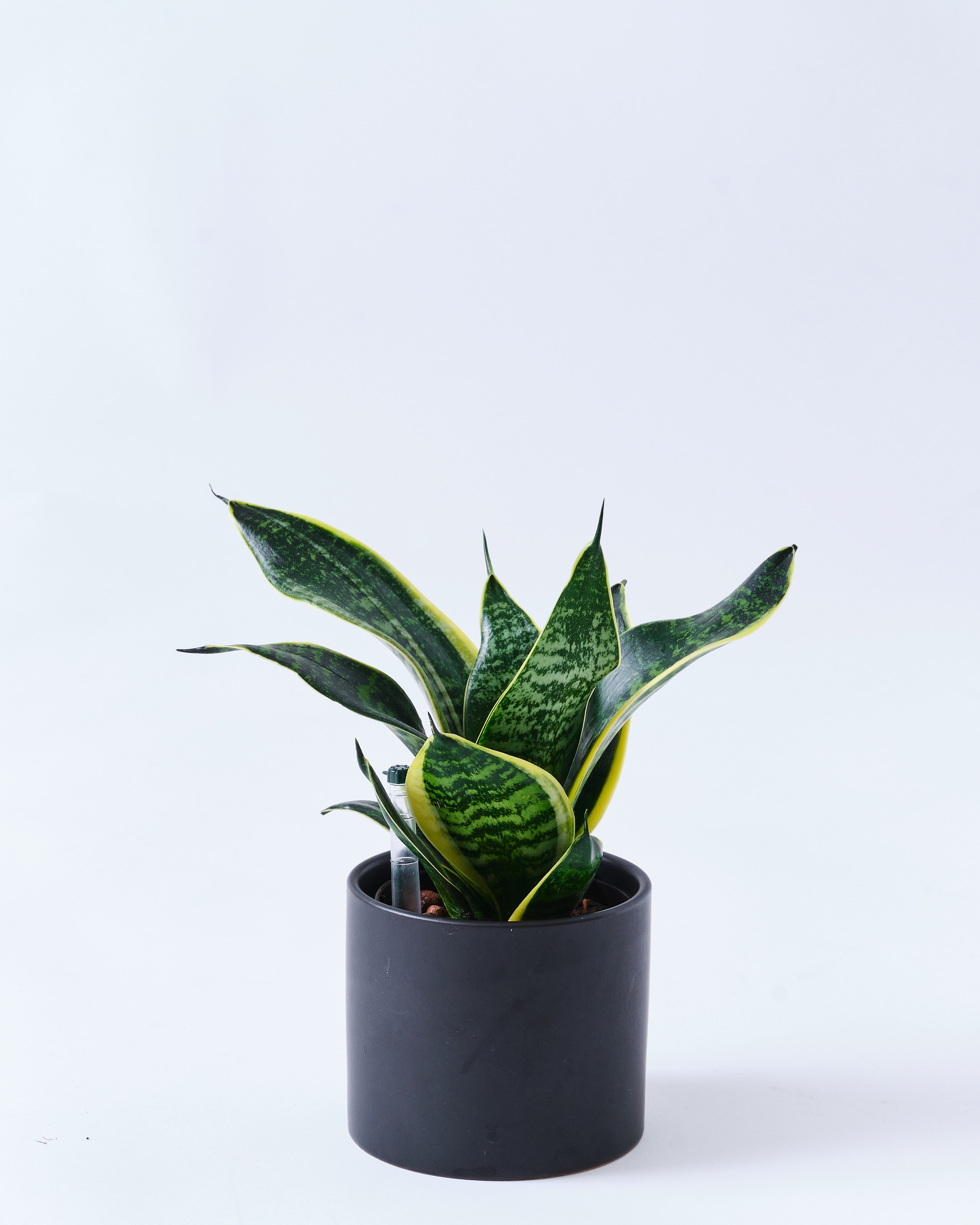 サンスベリア・グリーングランデのブラック3号陶器鉢