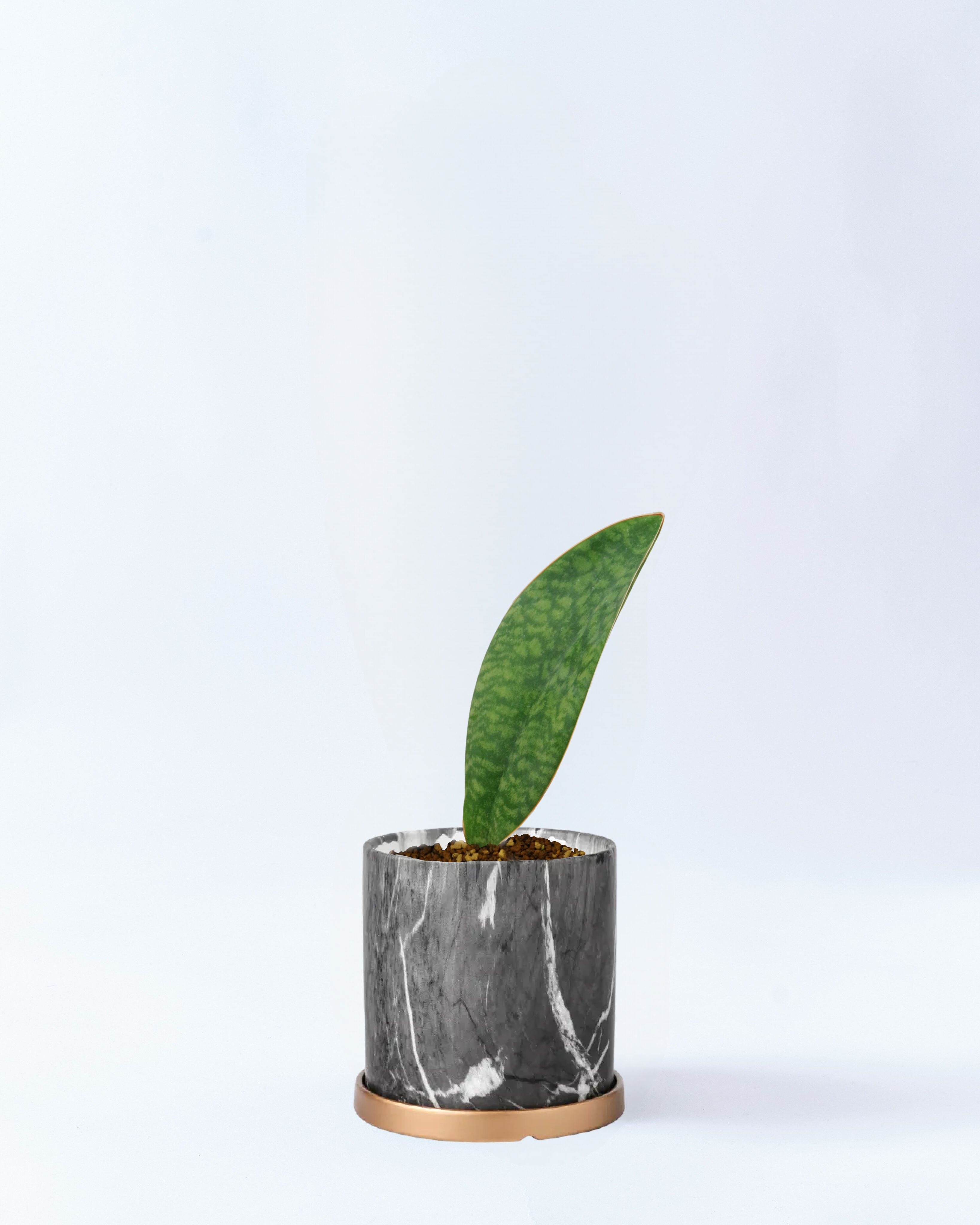 3号鉢のサンスベリア・マッソニアーナ_milky